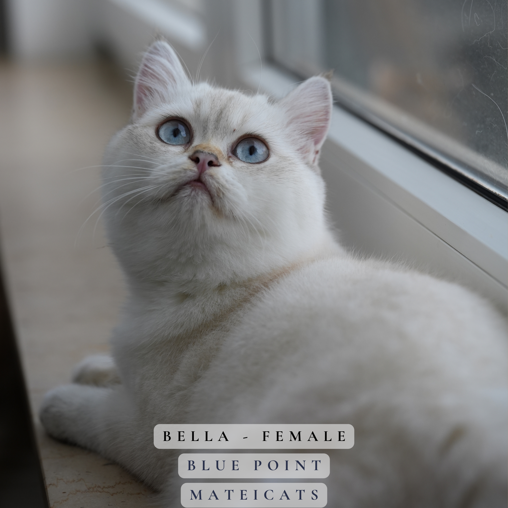 Bella1.png