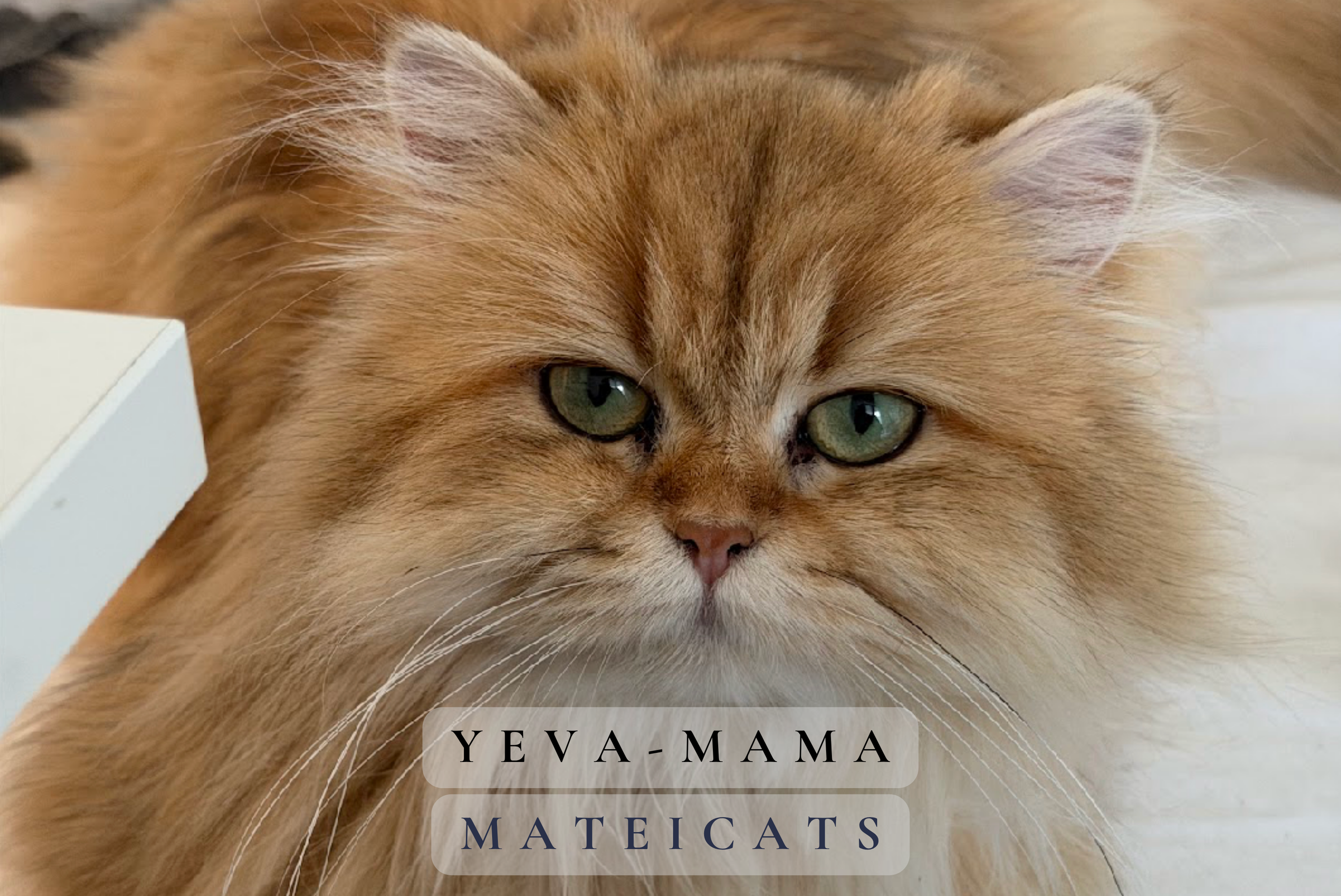 Yeva - Mama.png