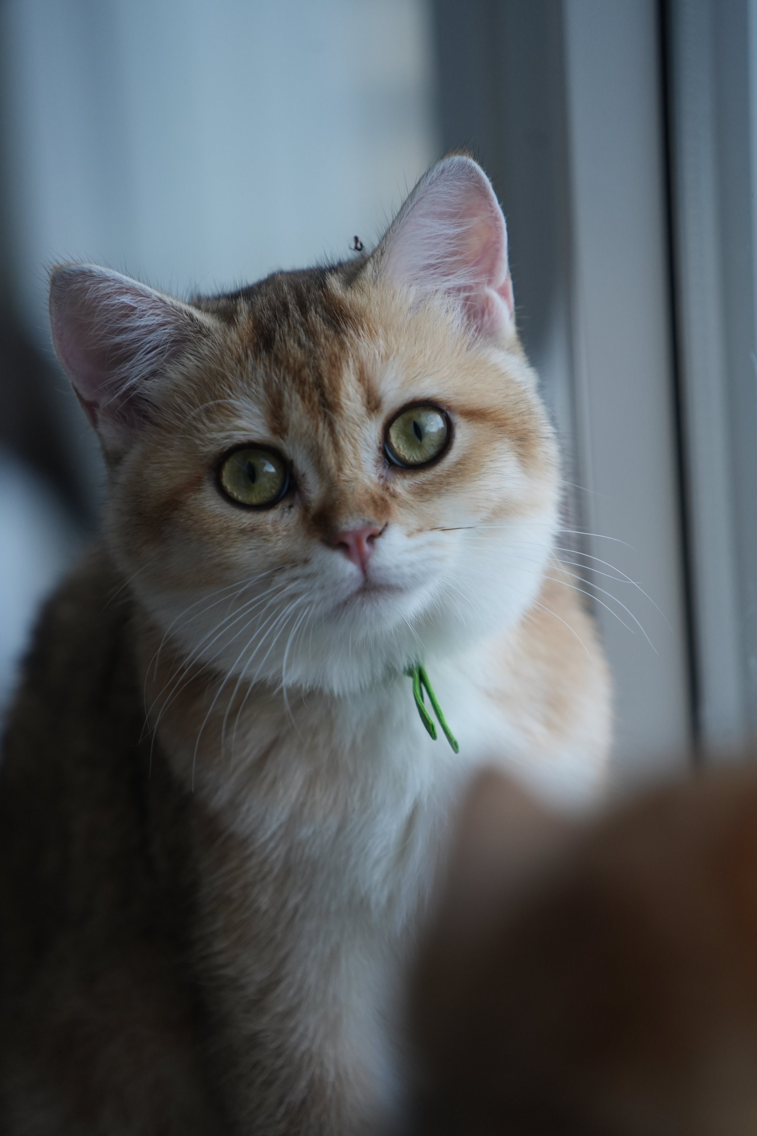 Giny - F - Black Golden - available