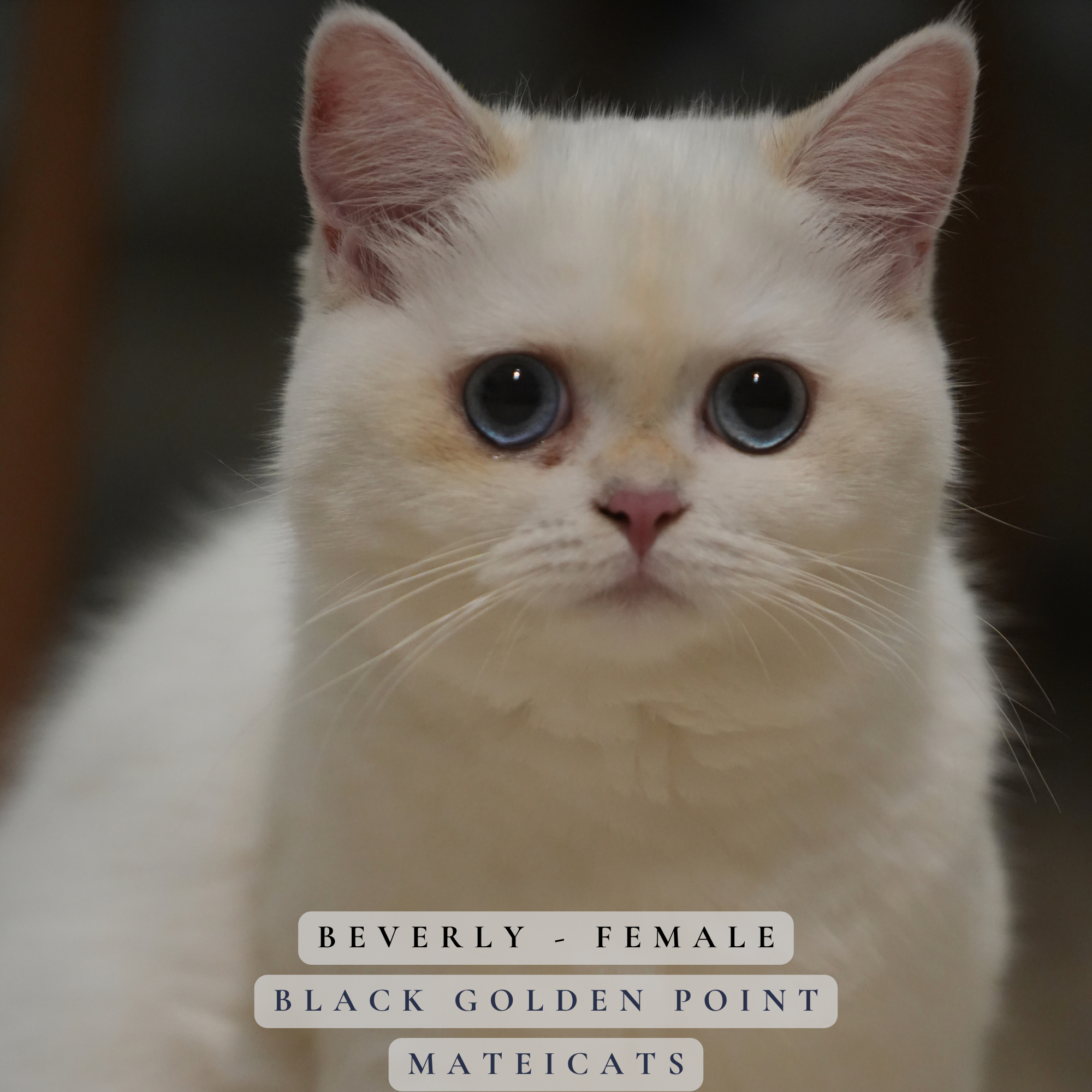 Beverly - F - Black Golden Point  - available