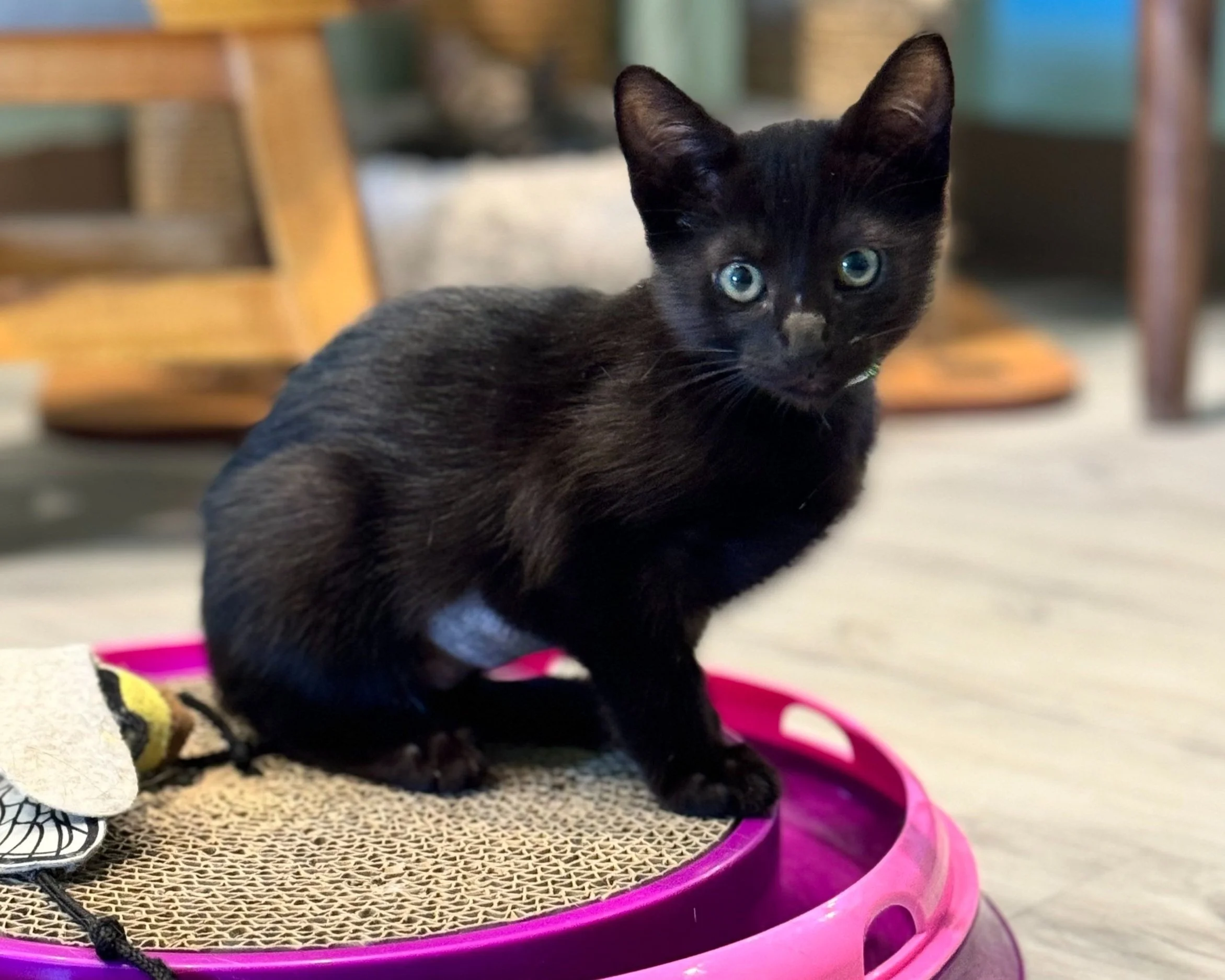 General 1 — Toe Beans and Dreams Adoption Cafe