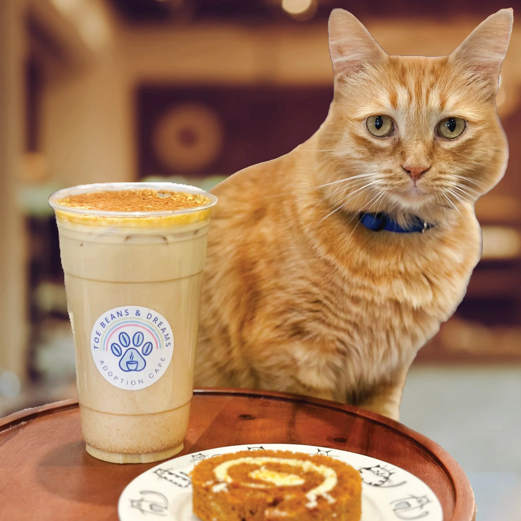 An orange tabby cat wearing a blue collar.