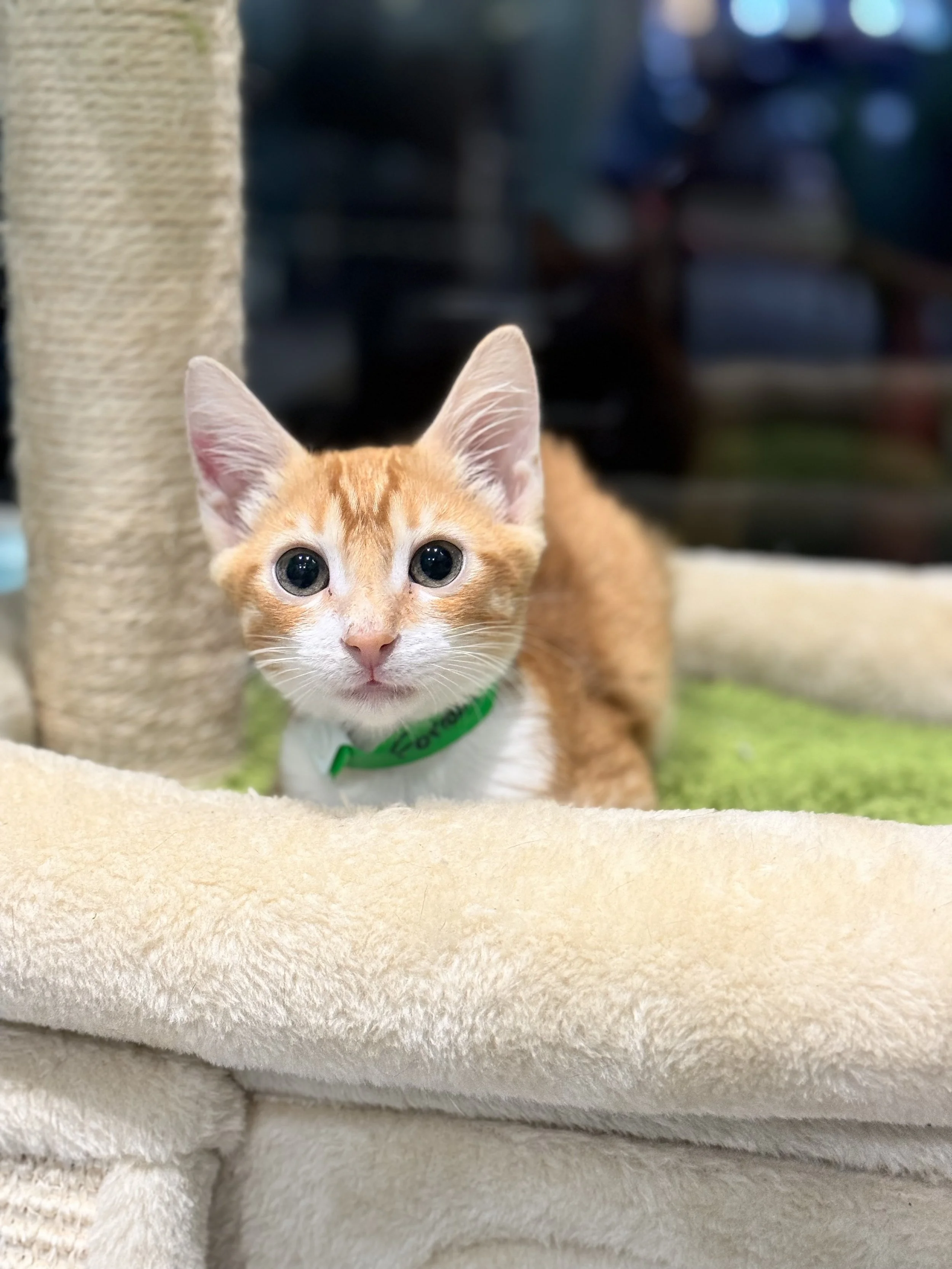 General 1 — Toe Beans and Dreams Adoption Cafe