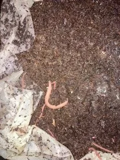 Vermicomposting Experiment