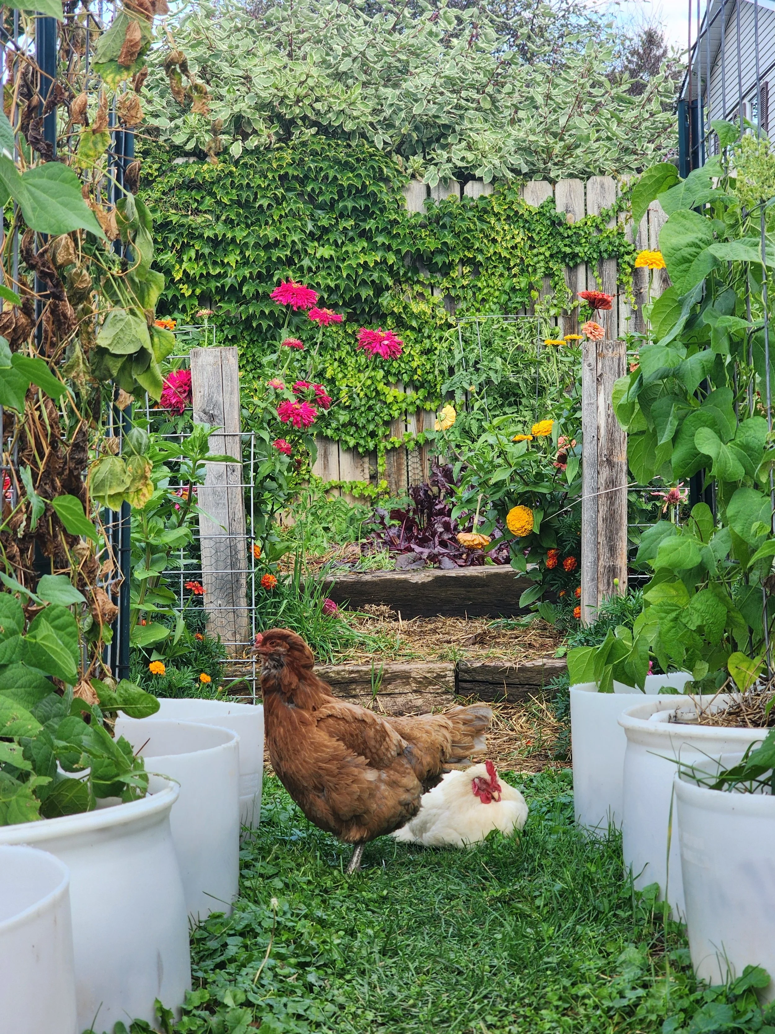 Summer Unplugged!-In My Own Backyard Week-7/21, 7/23