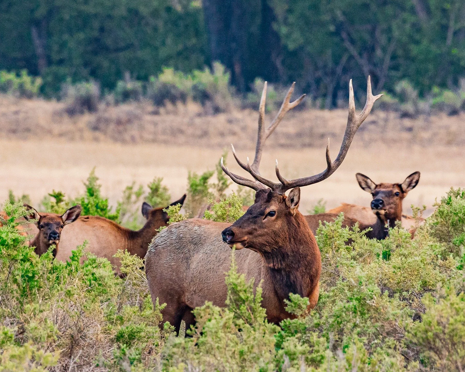 'tis the season for elk! Love seeing these beauties at Slippery Ann!