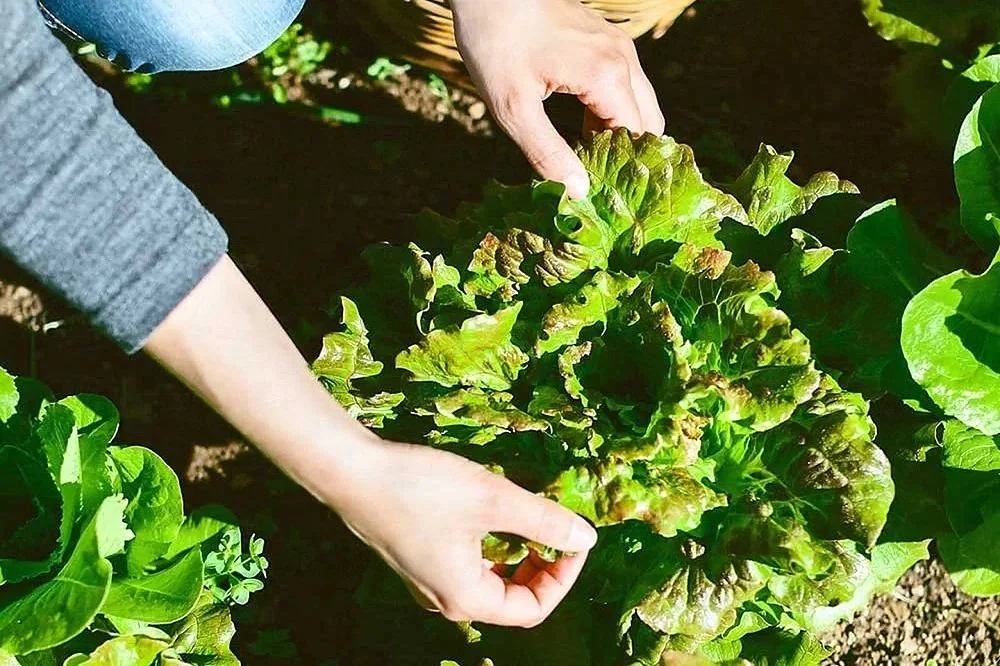 A close-up of two hands reach for a large lettuce plant sitting in the garden in the sun.
