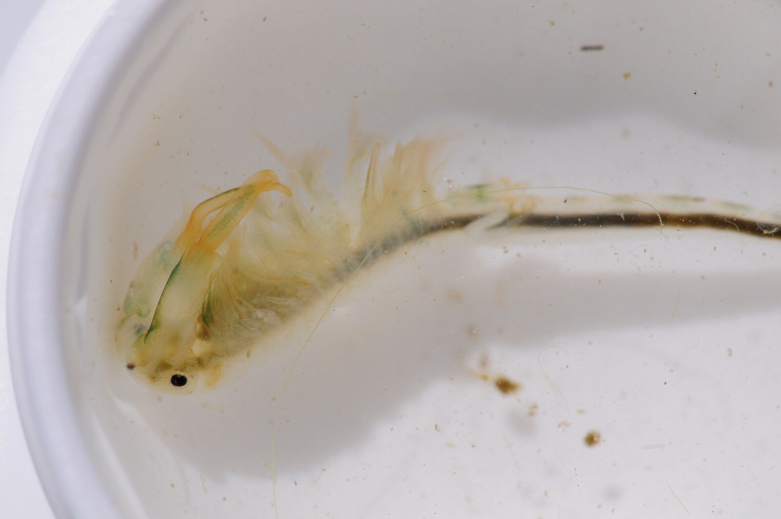 Vernal_Pool_fairy_shrimp.jpg