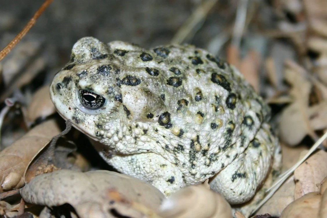 Arroyo_Toad_(15275809928).jpg