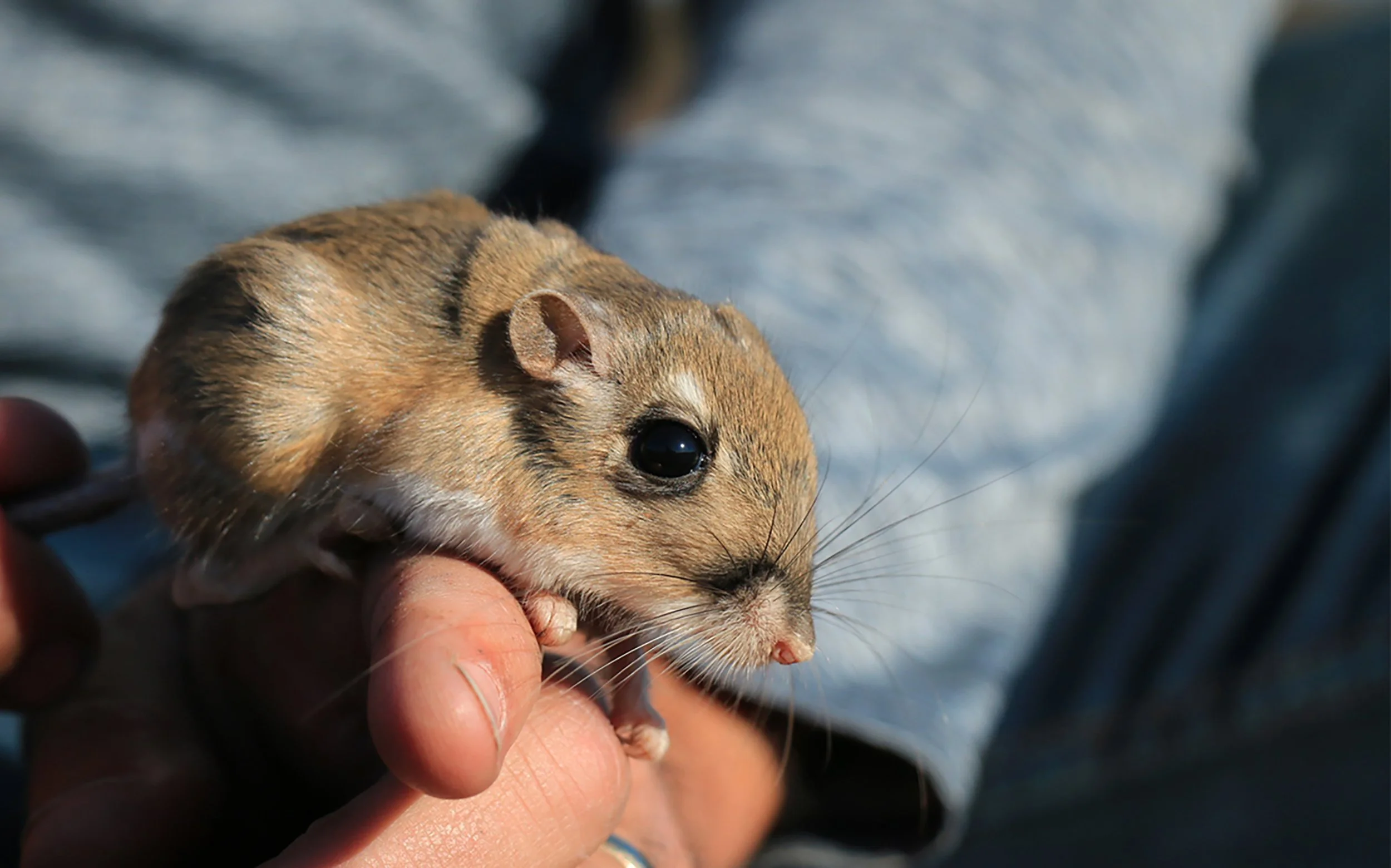 usfws-stephens-kangaroo-rat.jpg