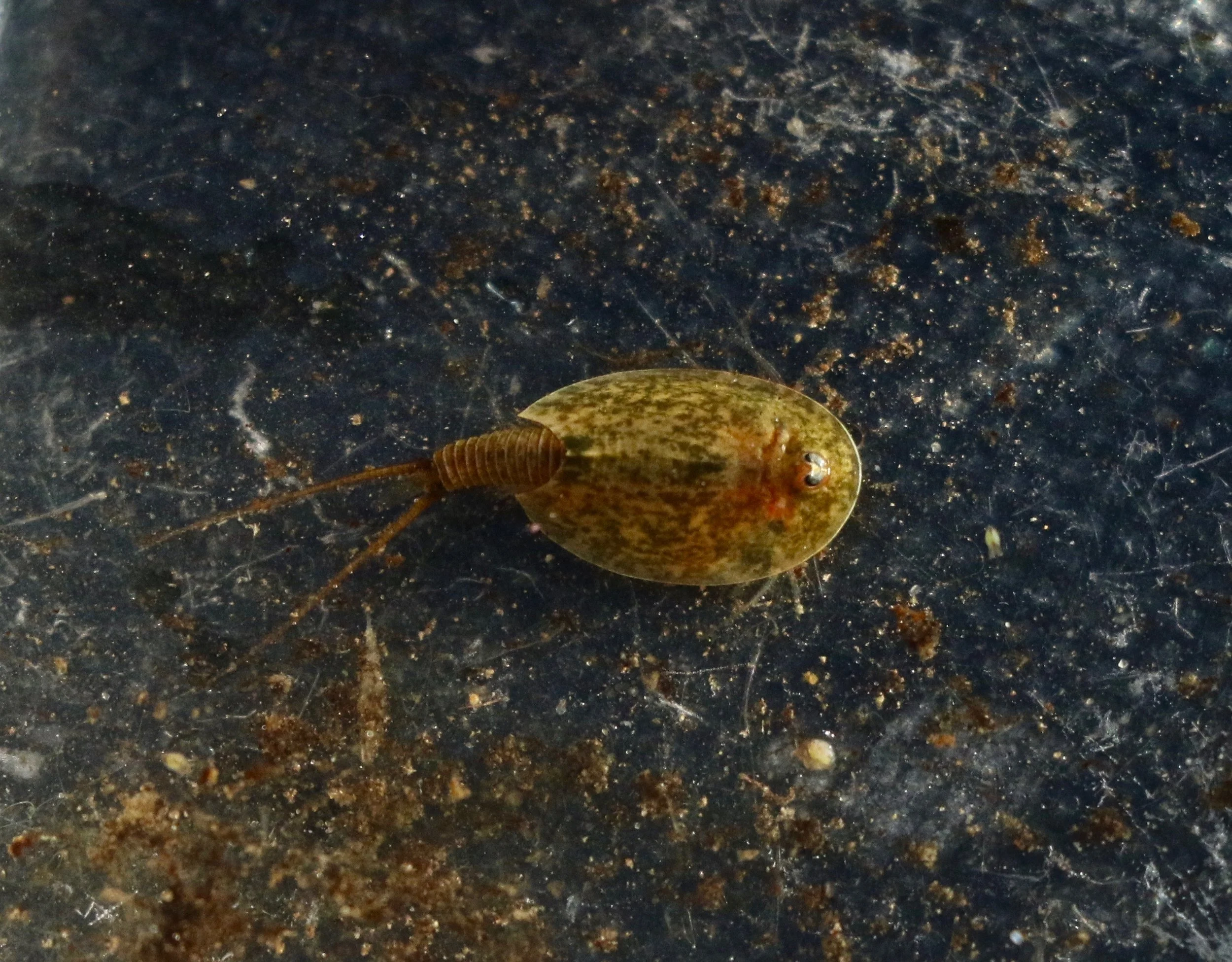 usfws-vernal-pool-tadpole-shrimp.jpg