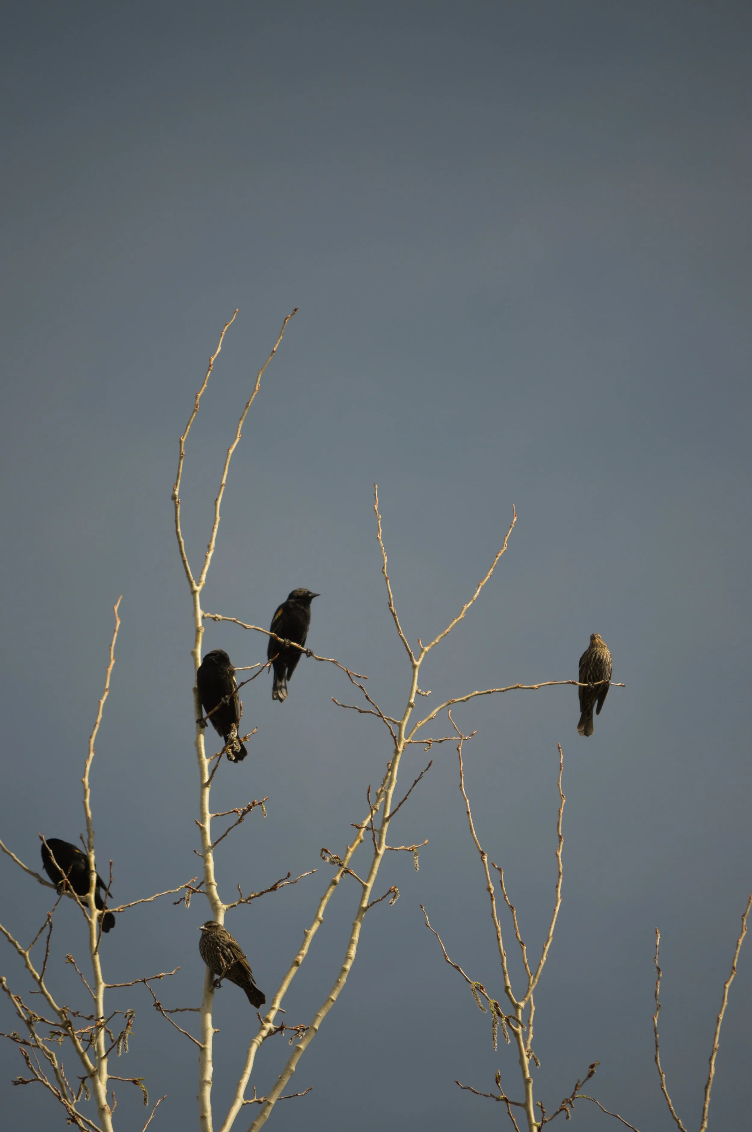 Black Birds at Dawn 5.jpg