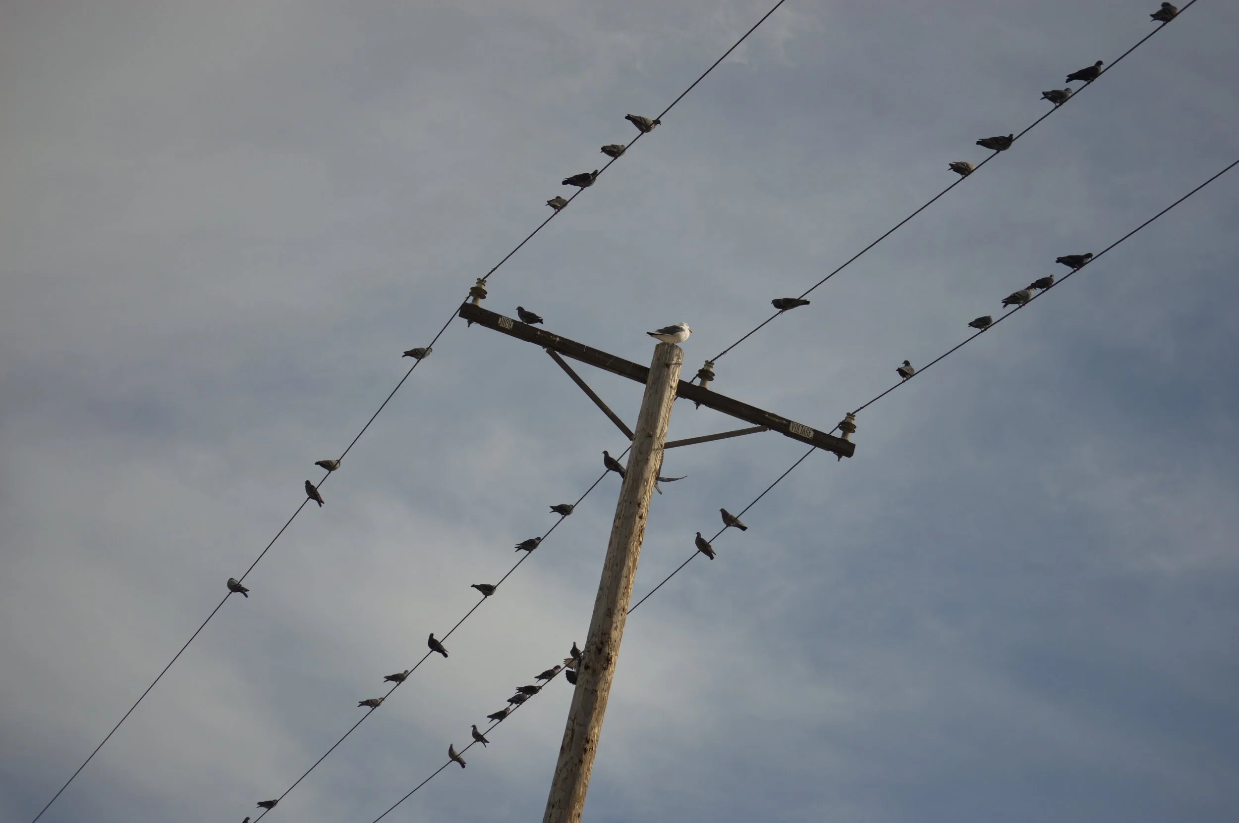 LookingUpatWires.jpg