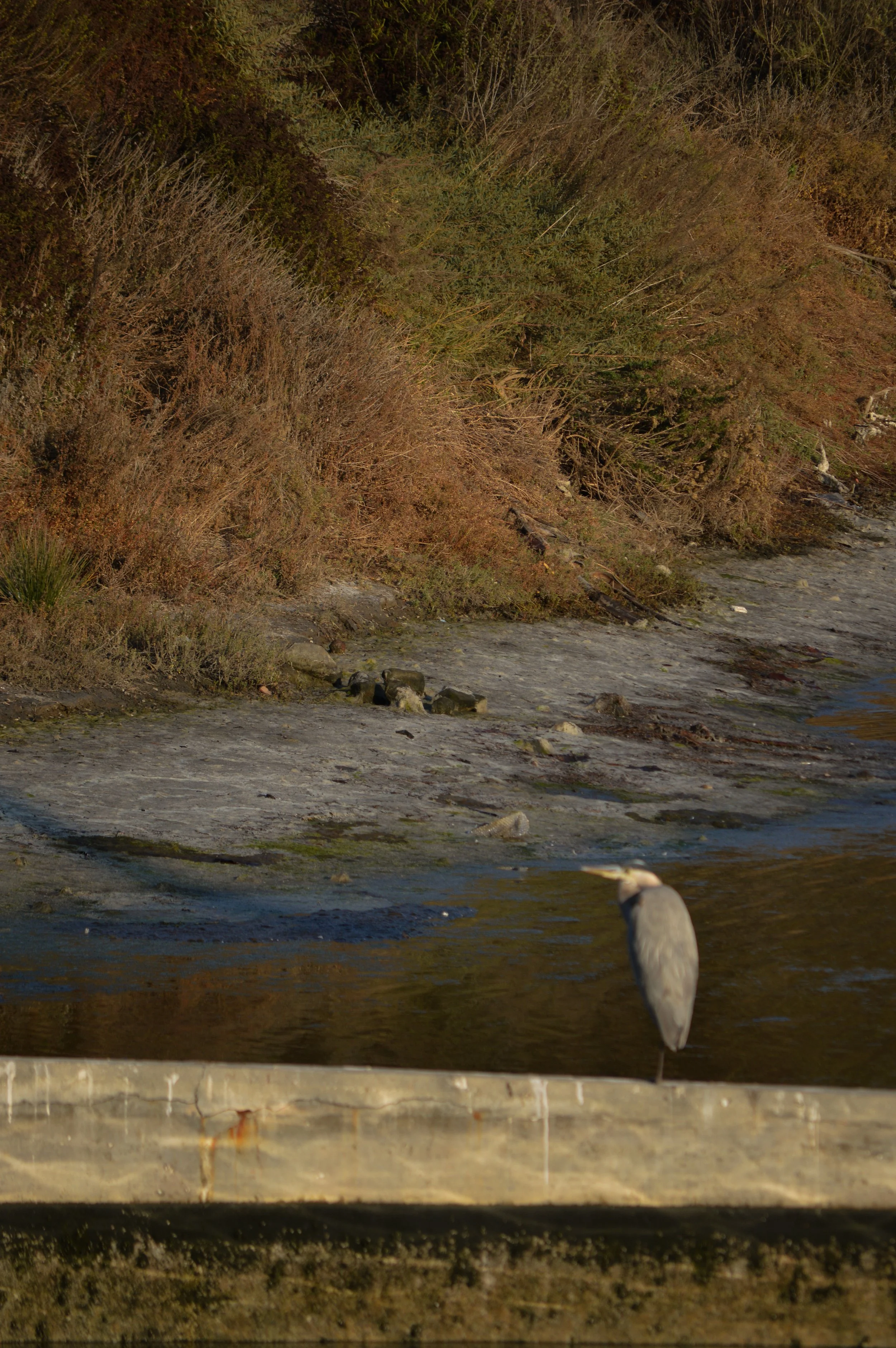 Bird at Preserve.jpg