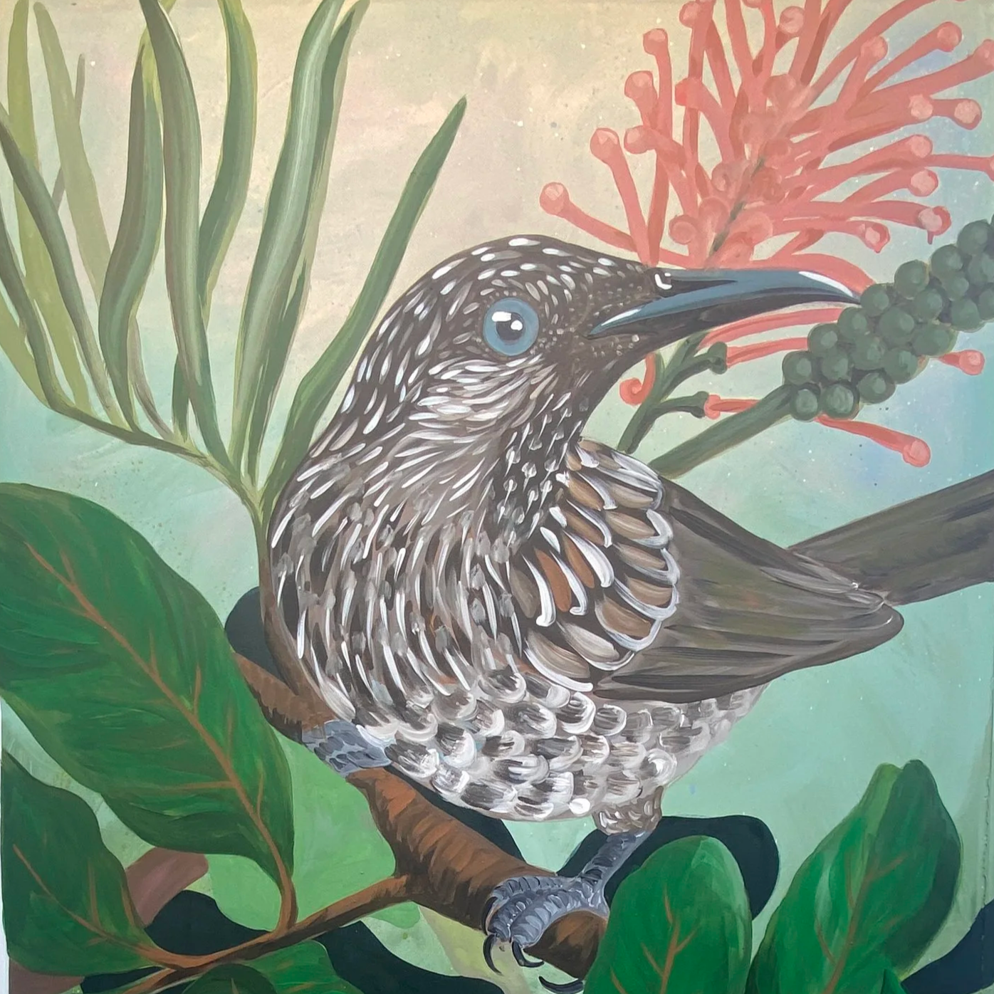 Little Wattlebird