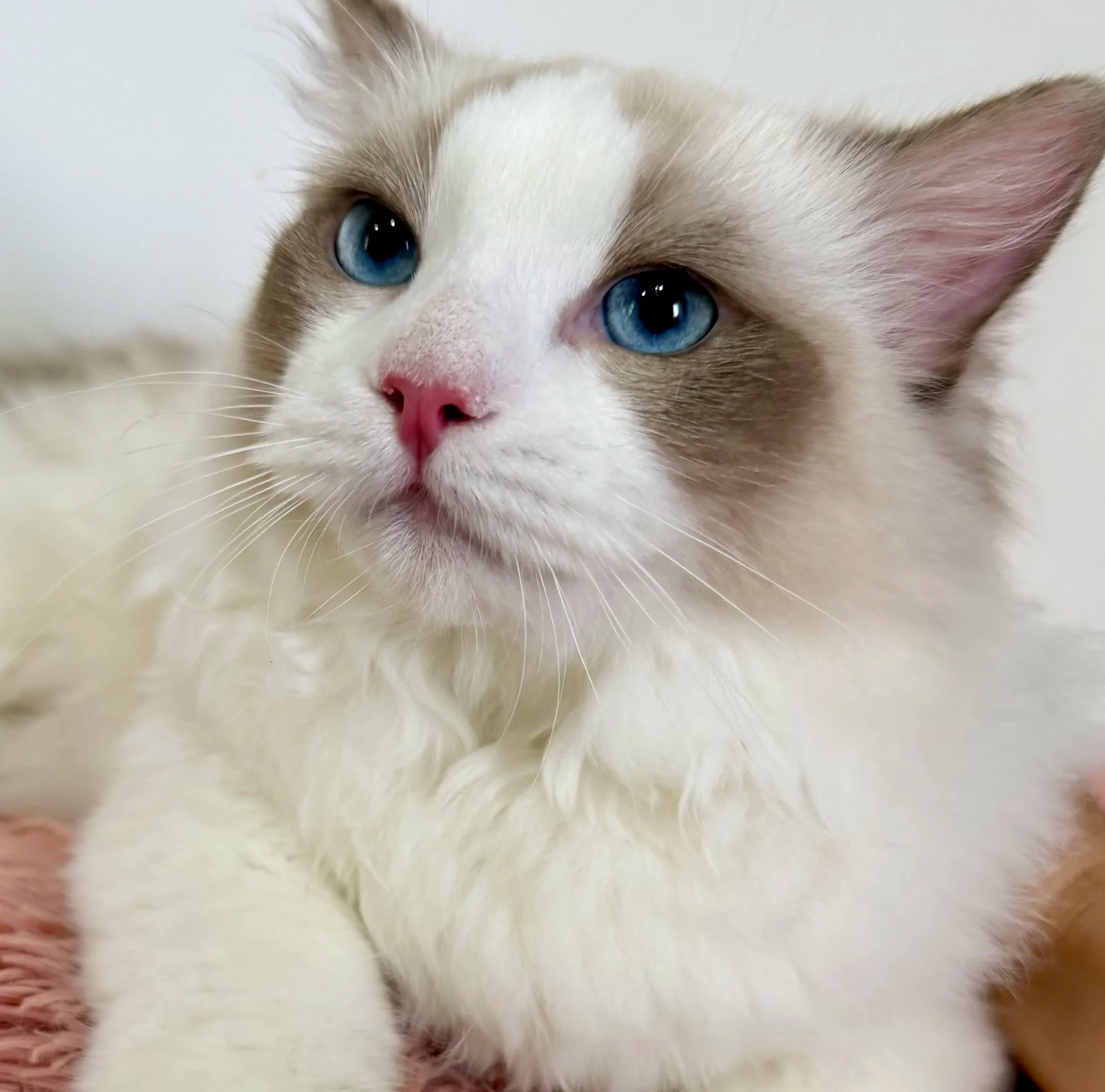 seal bicolour ragdoll kitten boy Milo - available ragdoll kitten for sale Singapore.png