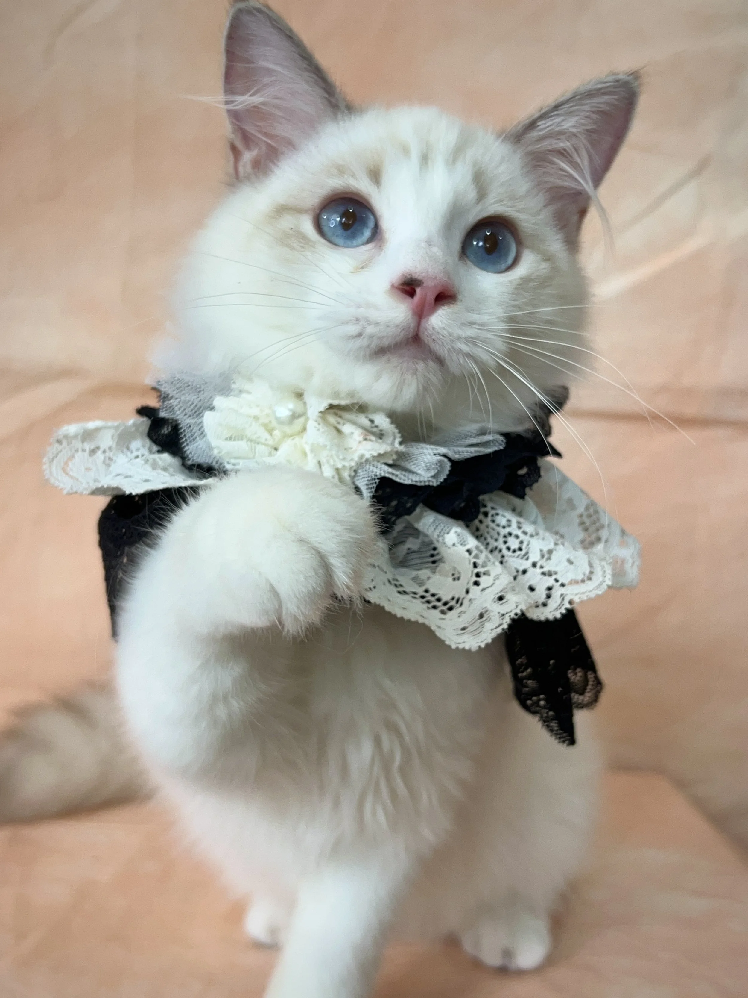 Ragdoll kitten singapore ragdoll kitten for sale genesis ragdoll