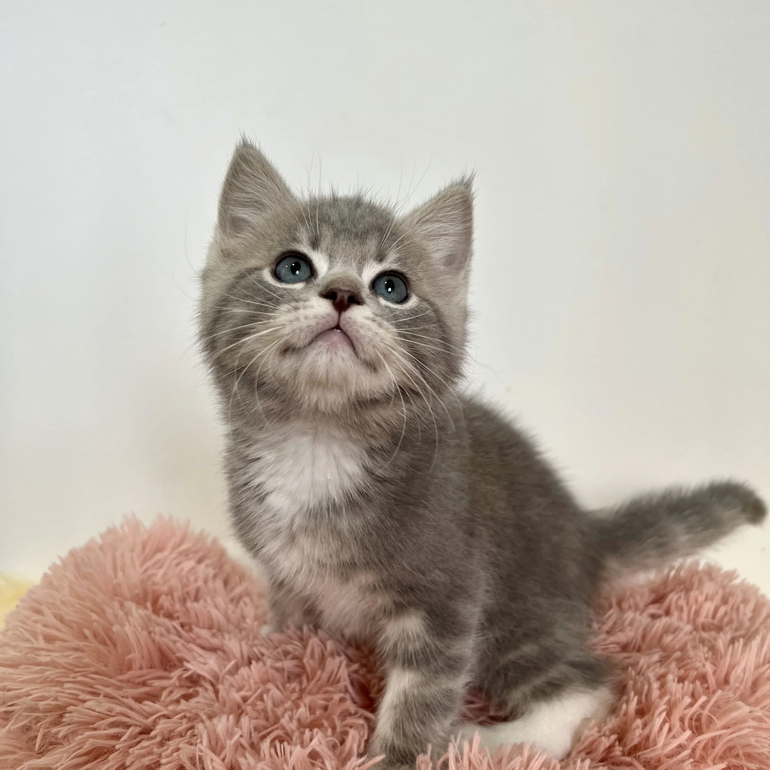 blue gold british shorthair kitten girl Maple - available bsh kitten for sale Singapore.JPG