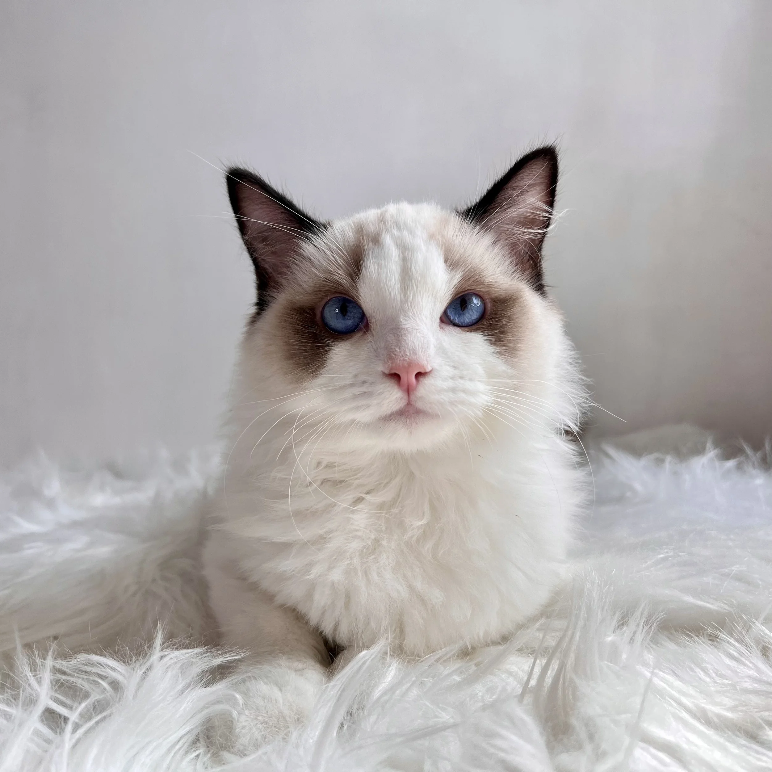 Ragdoll Singapore | Kittens for Sale | Genesis Ragdoll Cattery