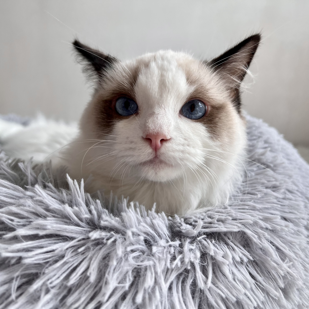 Ragdoll Kitten Singapore | Ragdoll Kitten for Sale — Genesis Ragdoll