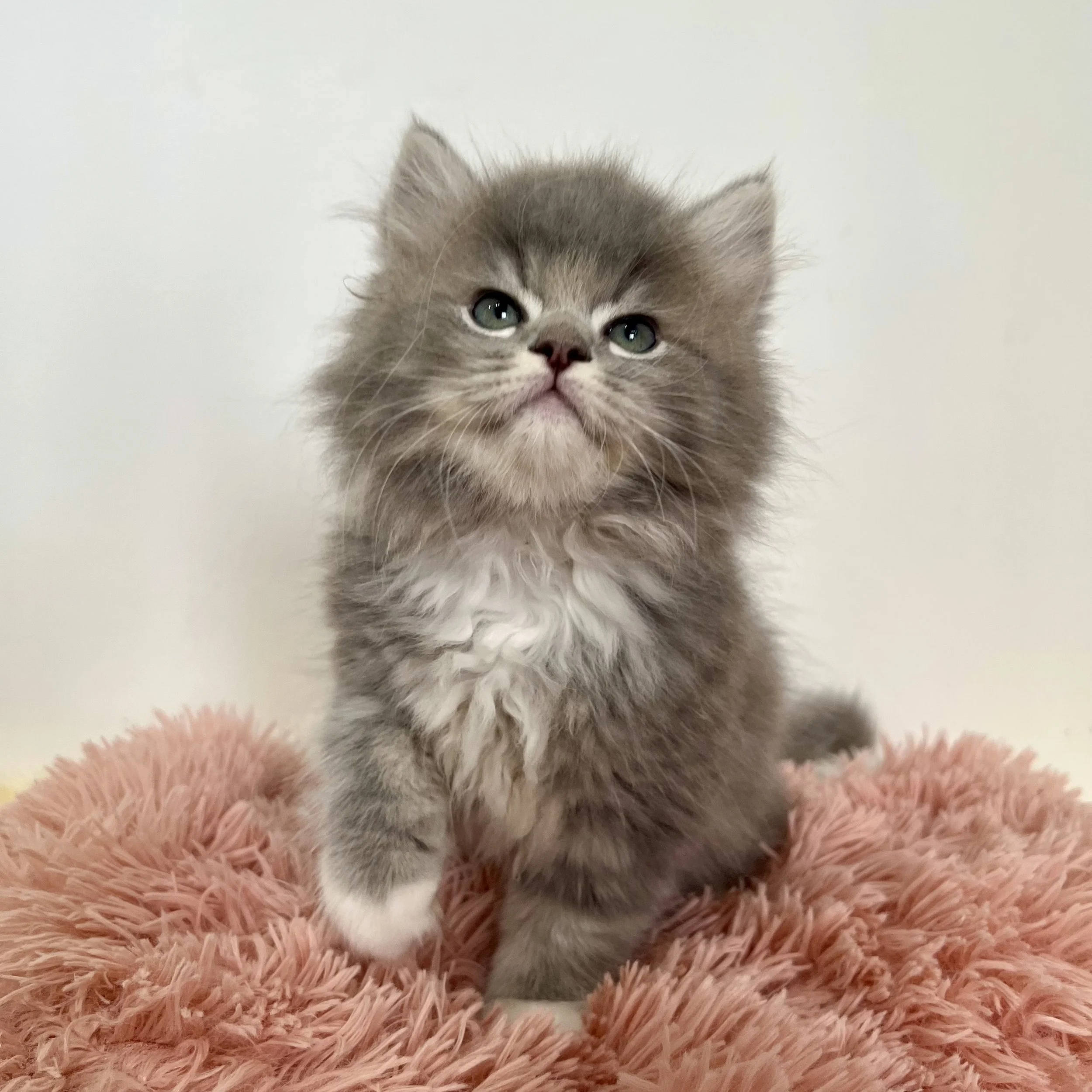 blue gold british longhair kitten boy Teddy - available bsh kitten for sale Singapore
