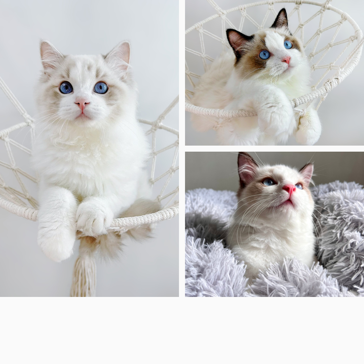 Ragdoll Singapore | Kittens for Sale | Genesis Ragdoll Cattery
