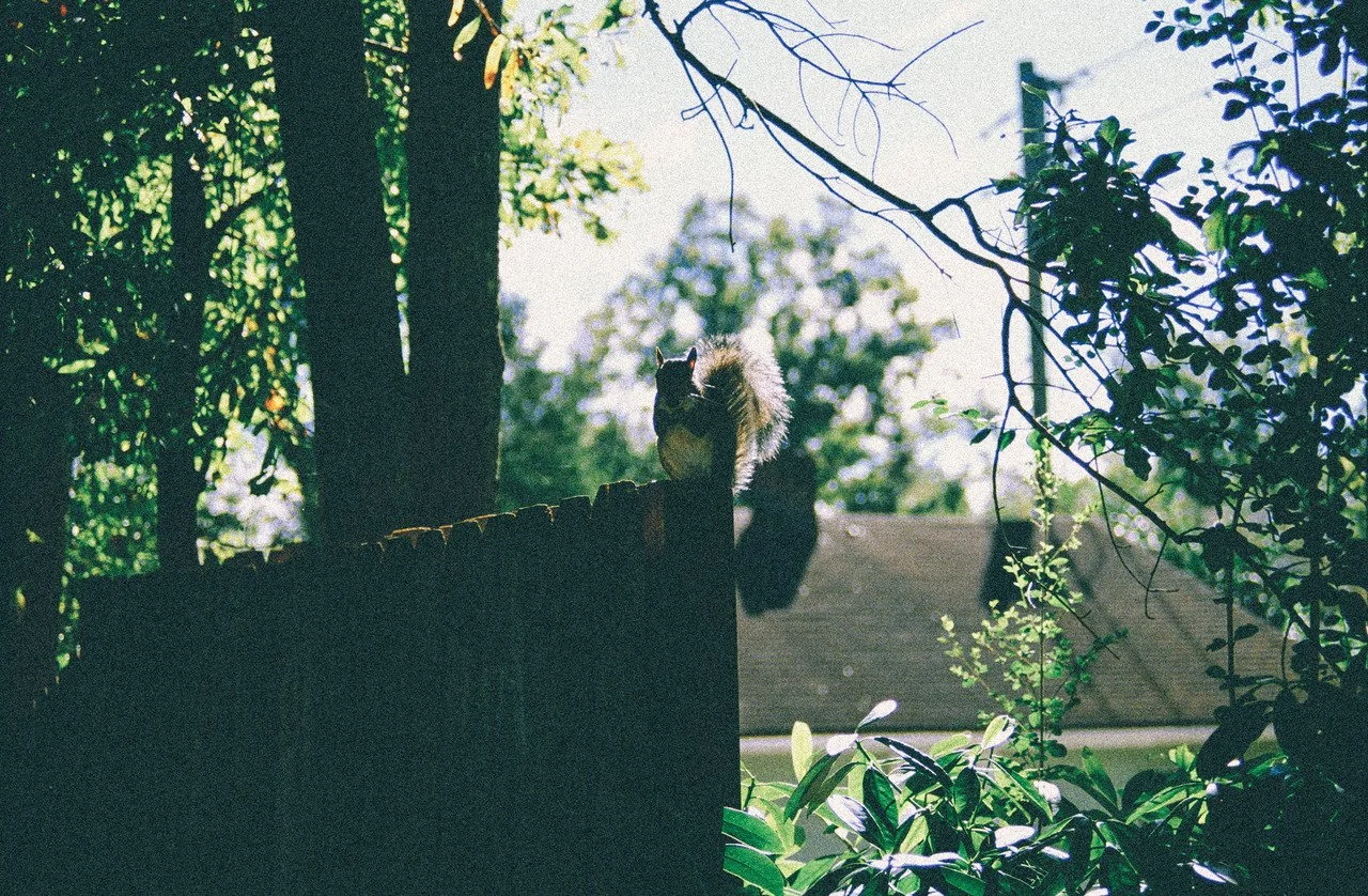 ennis 35mm film photography - 2013 - treehouse forest architecture interior design industrial glass house atlanta georgia-10.jpg