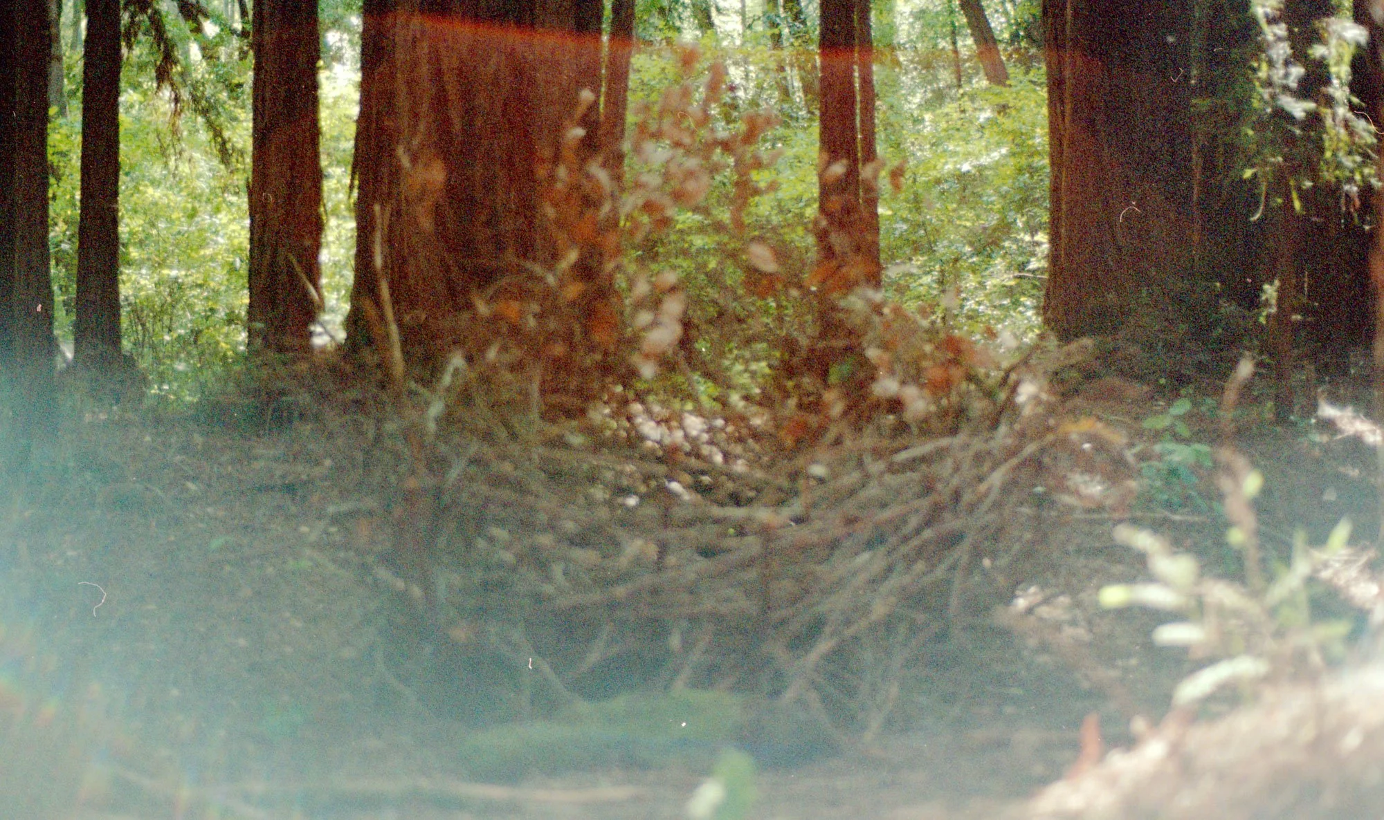 ennis 35mm film photography -  santa cruz nest forest installation art-03.jpg