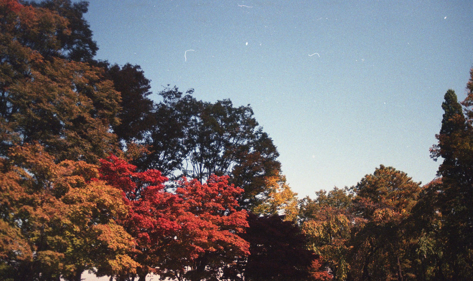 ennis 35mm film photography -  seoul south korea fall autumn-14.jpg