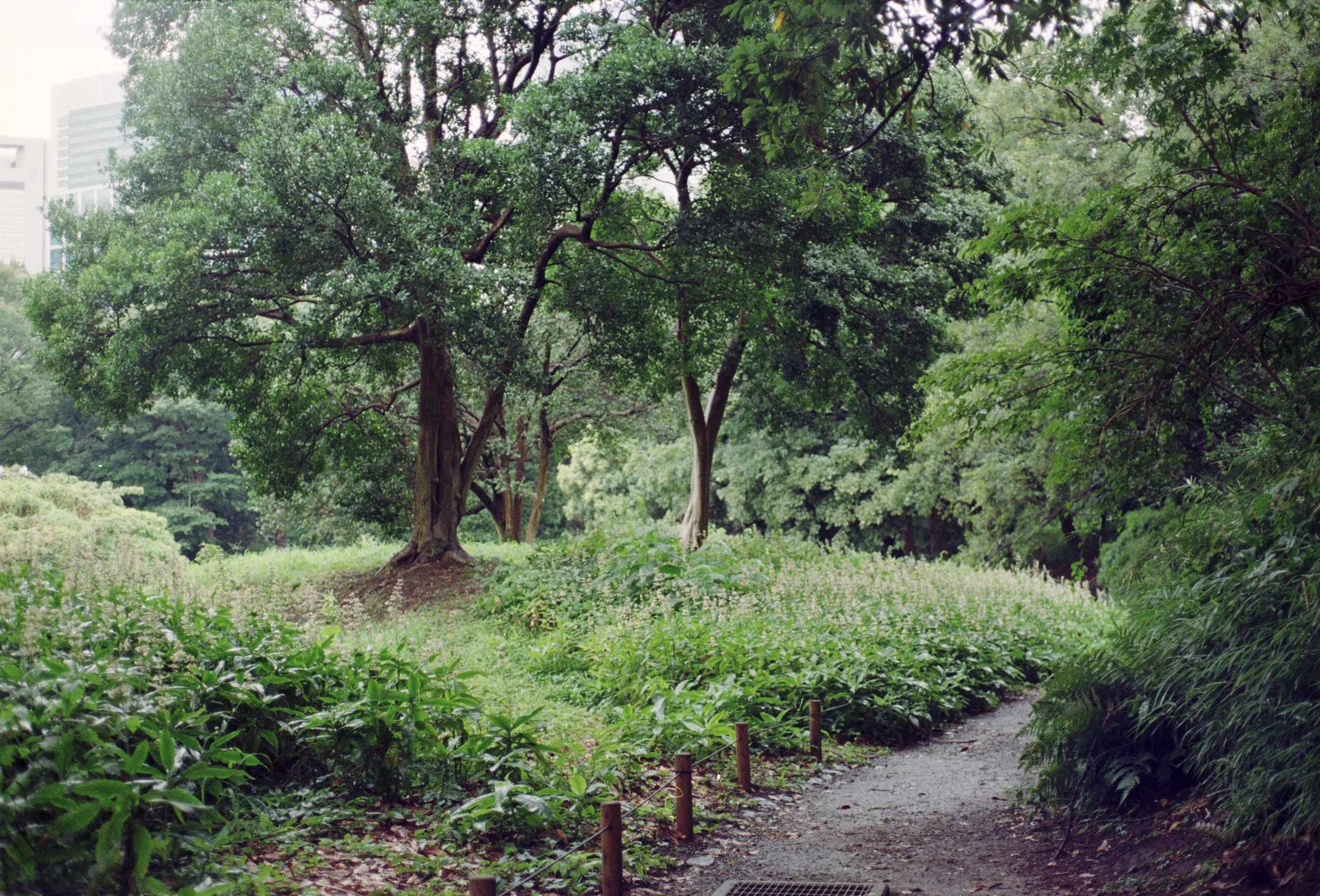 lush green * after rain * path * ennis 35mm film photography japan street 2012