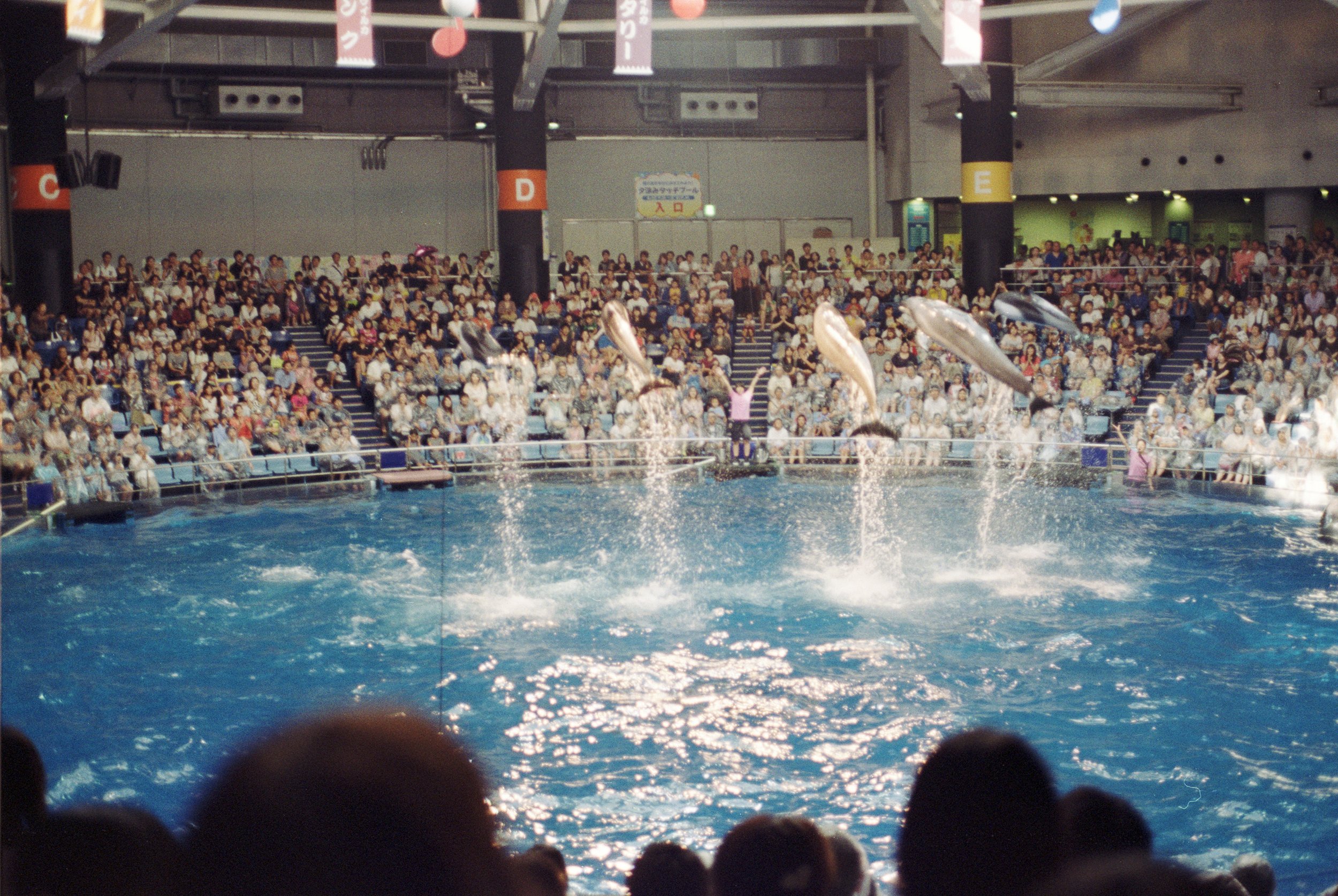 dolphin show at aquarium * ennis 35mm film photography japan street 2012
