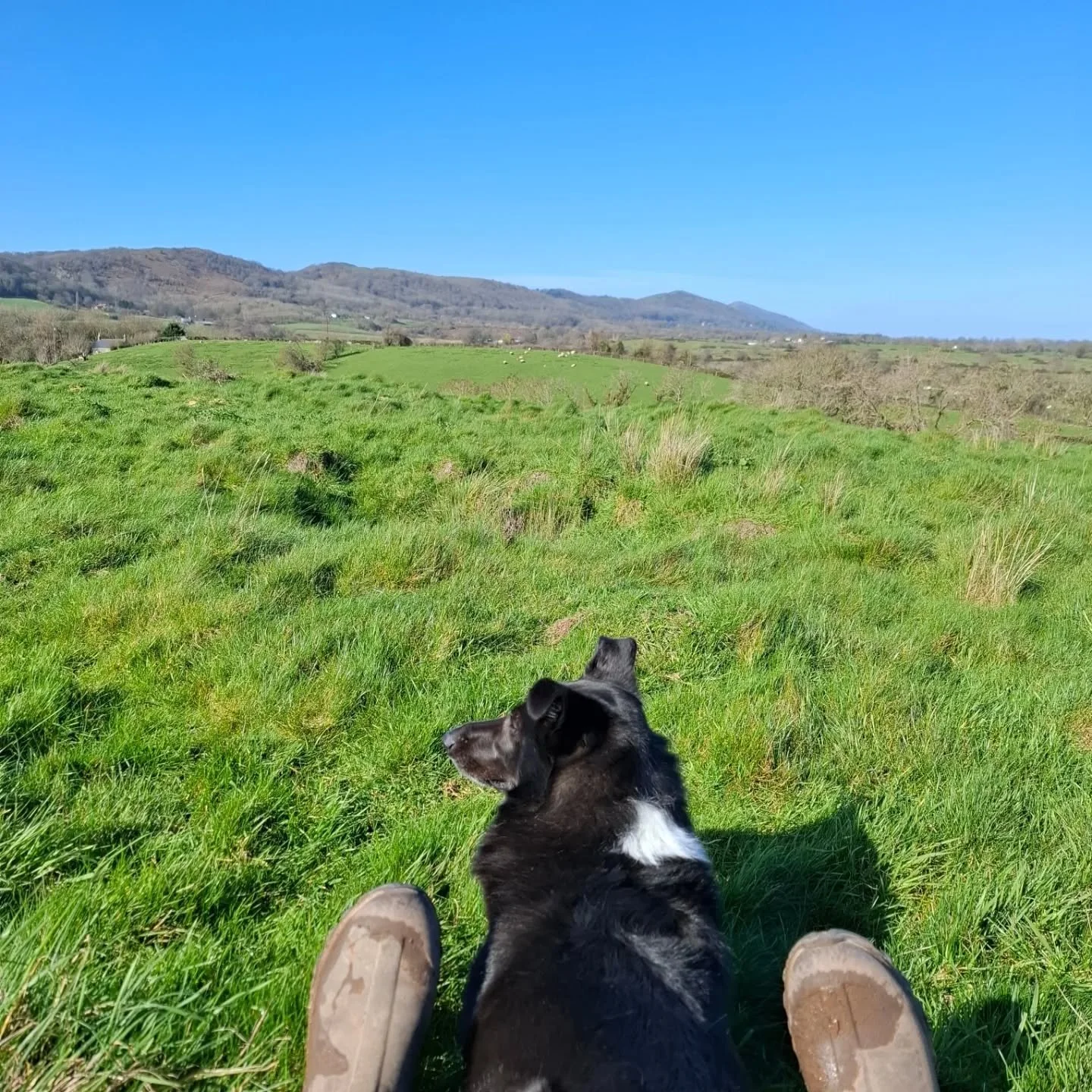 At last!!! 
The sun is out in Malvern. 
We haven't had many bluebird skies so far this year so Alf and I are making the most of it. 
First walk of the year with no coat on and I am WARM!! 🌞😎
#MalvernHills #MalvernLife #BluebirdSky #DogWalk #Collie