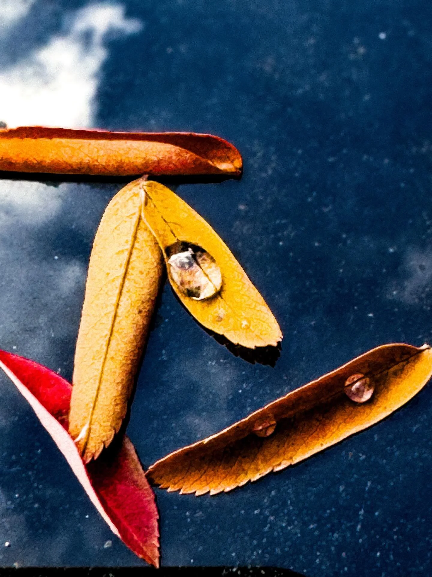 Morning dew drops 💧