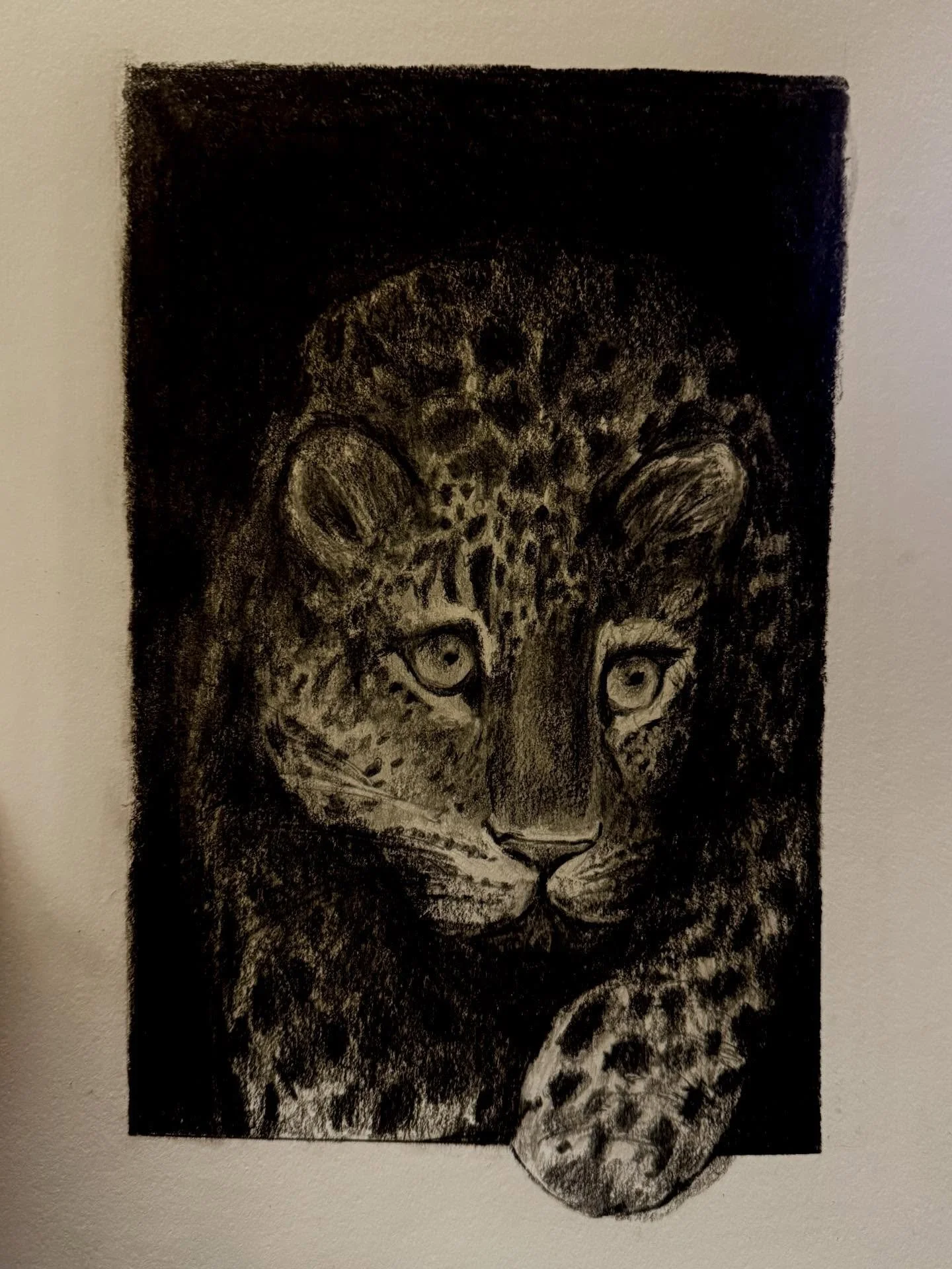 Panther in pencil