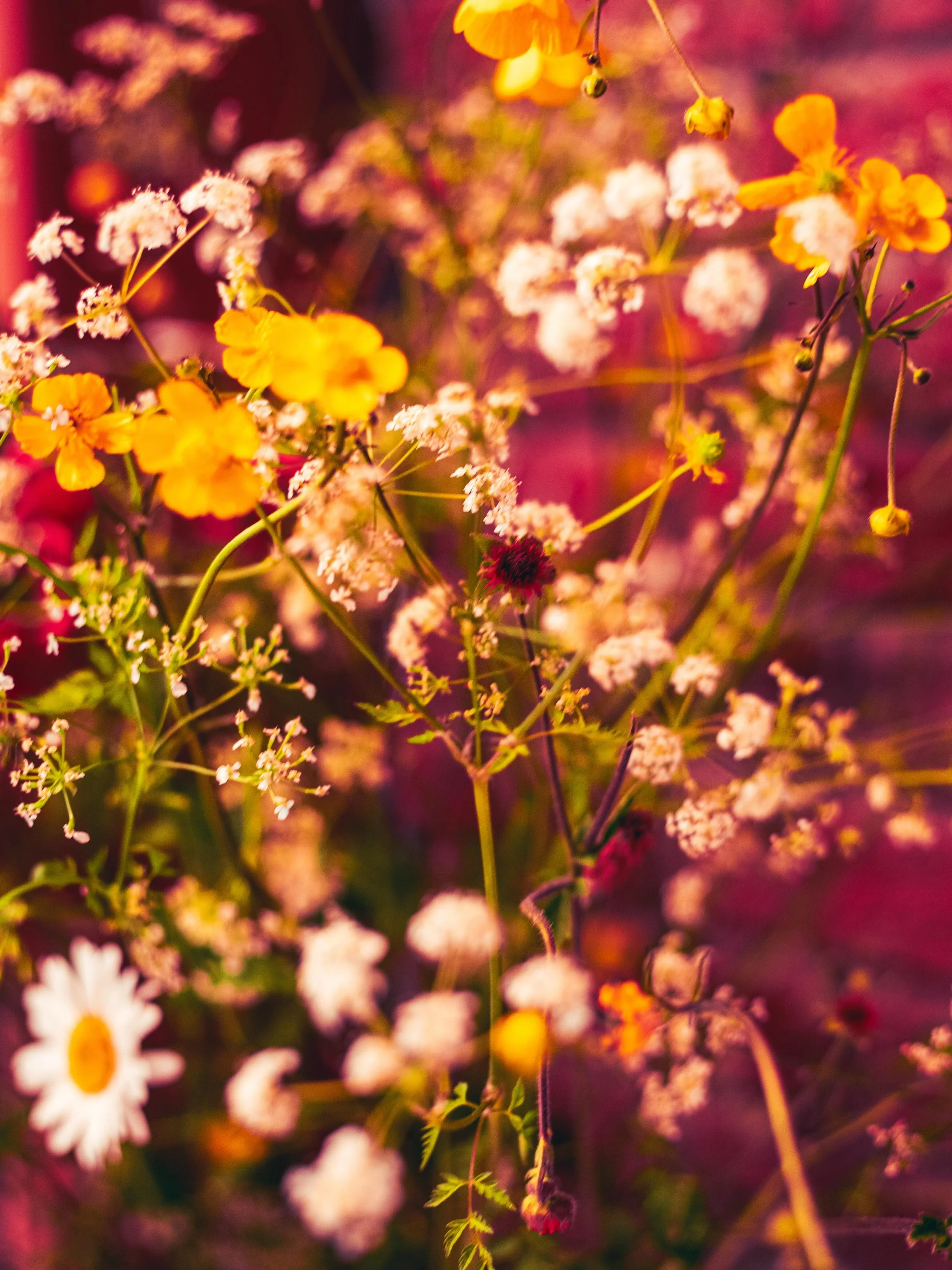 Devon wildflowers