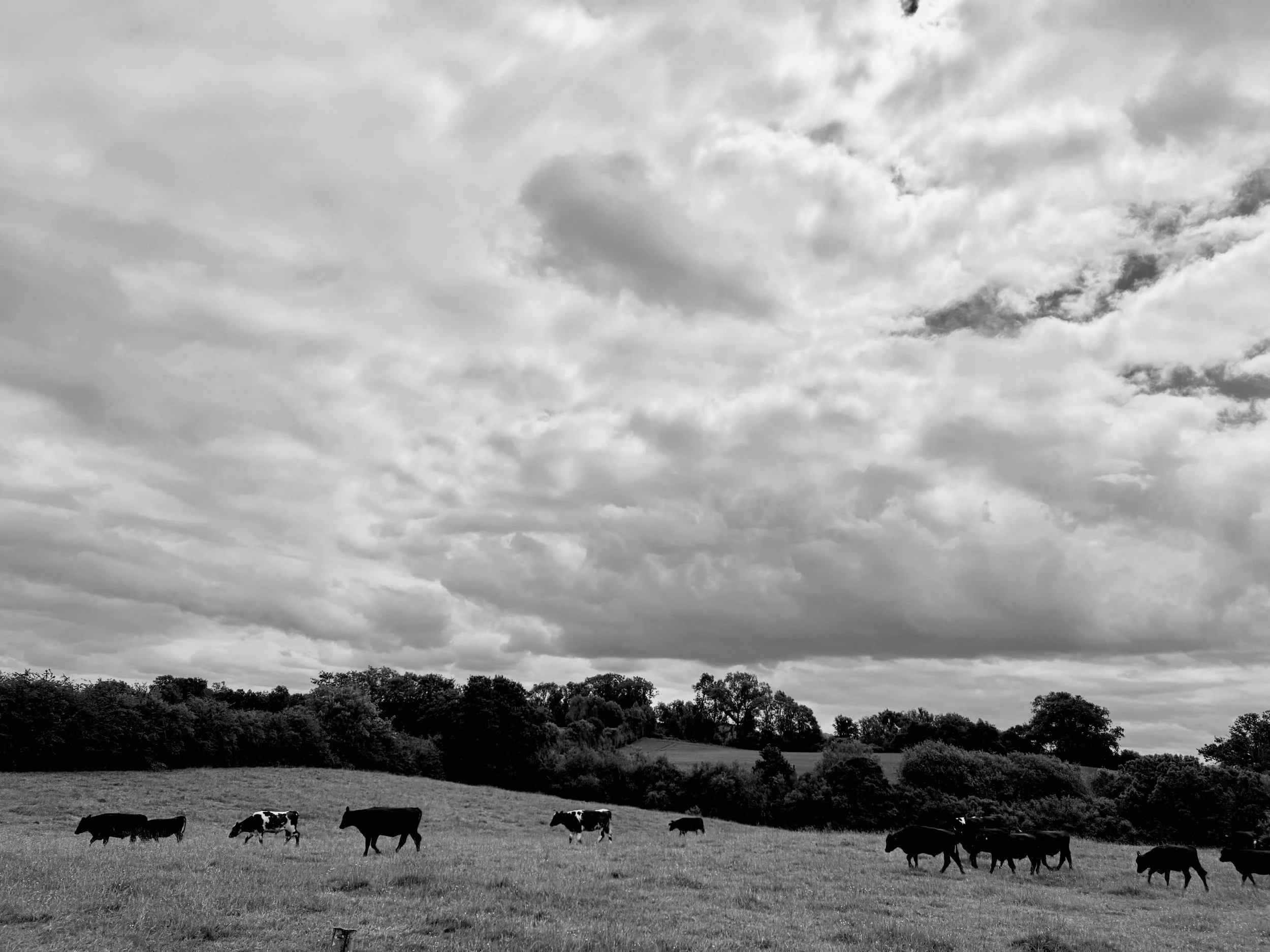 Coos