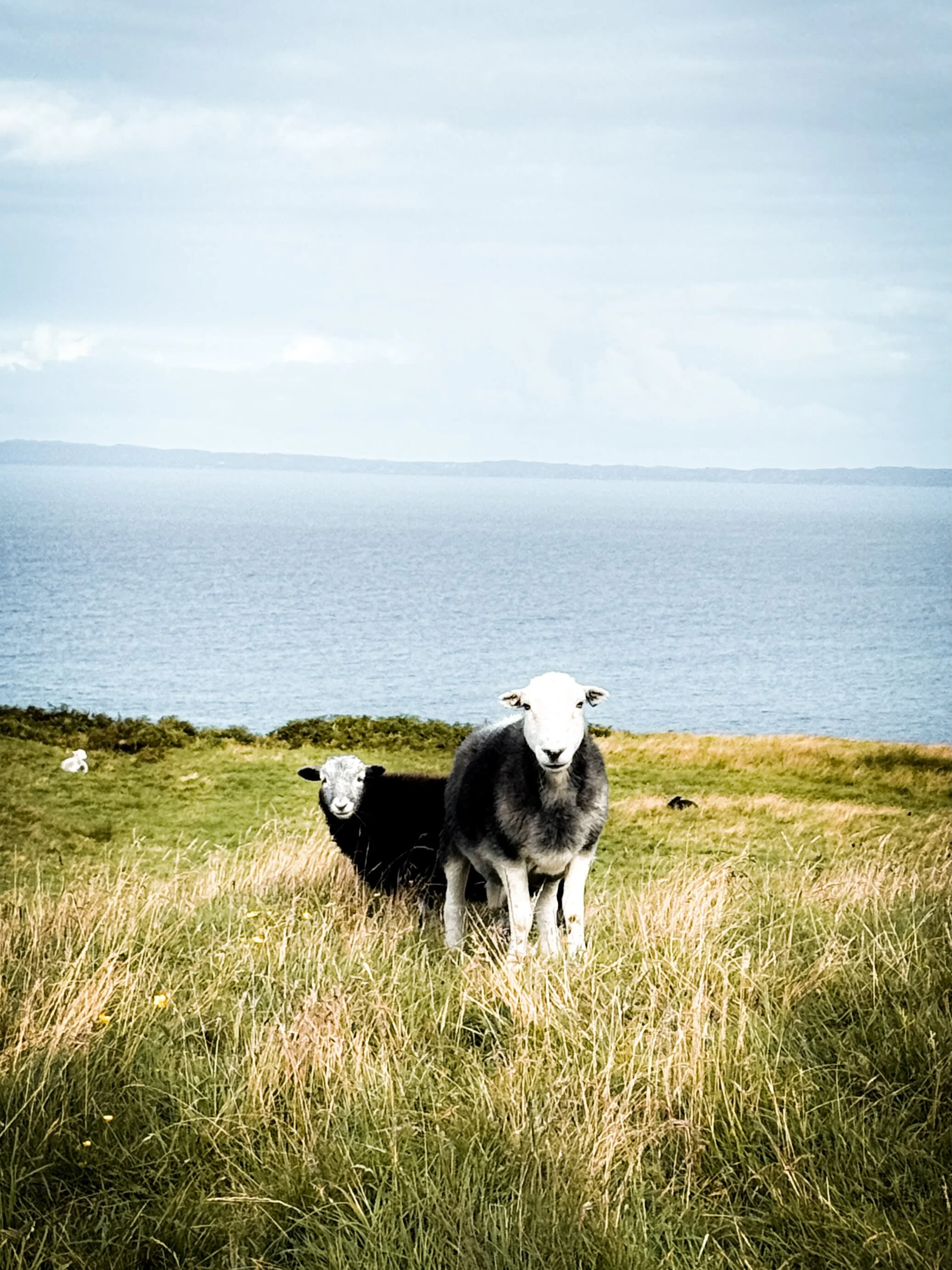 Some Scottish posing sheep 🐑