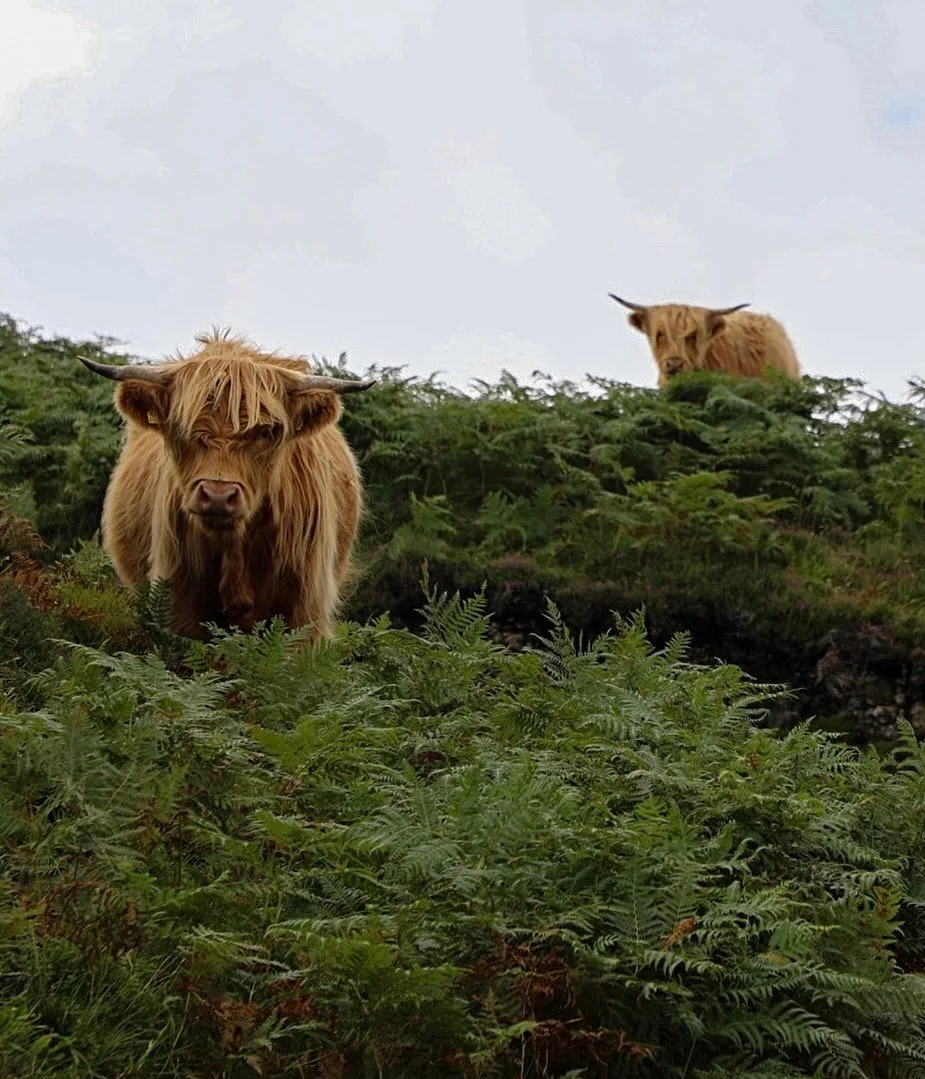 Coos