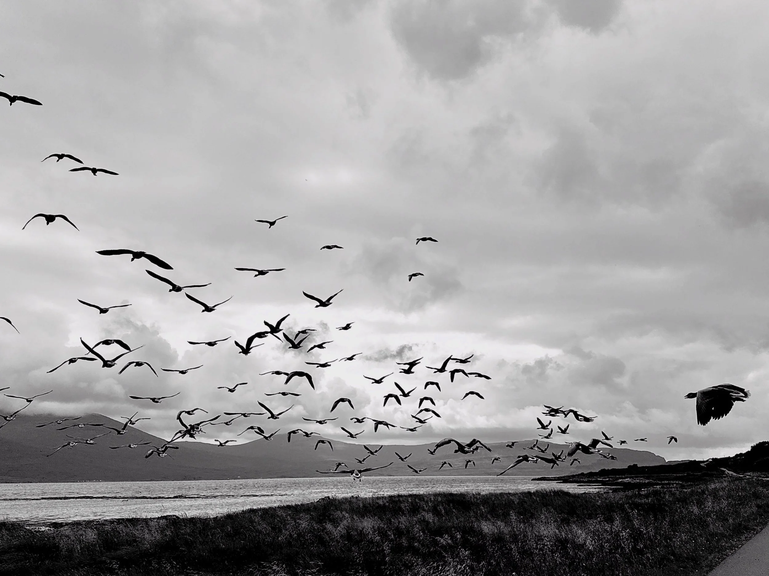 Wild geese