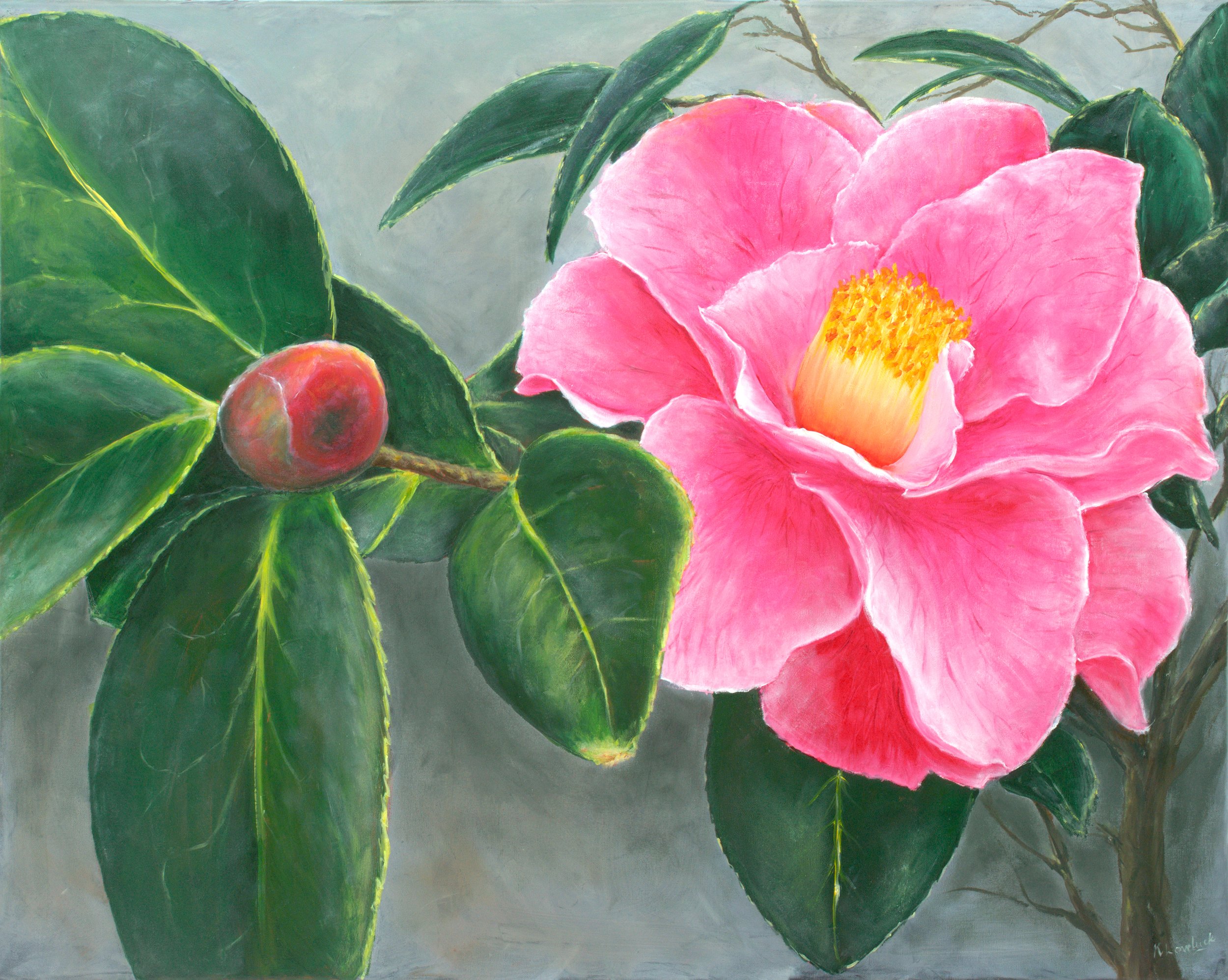 Camelias