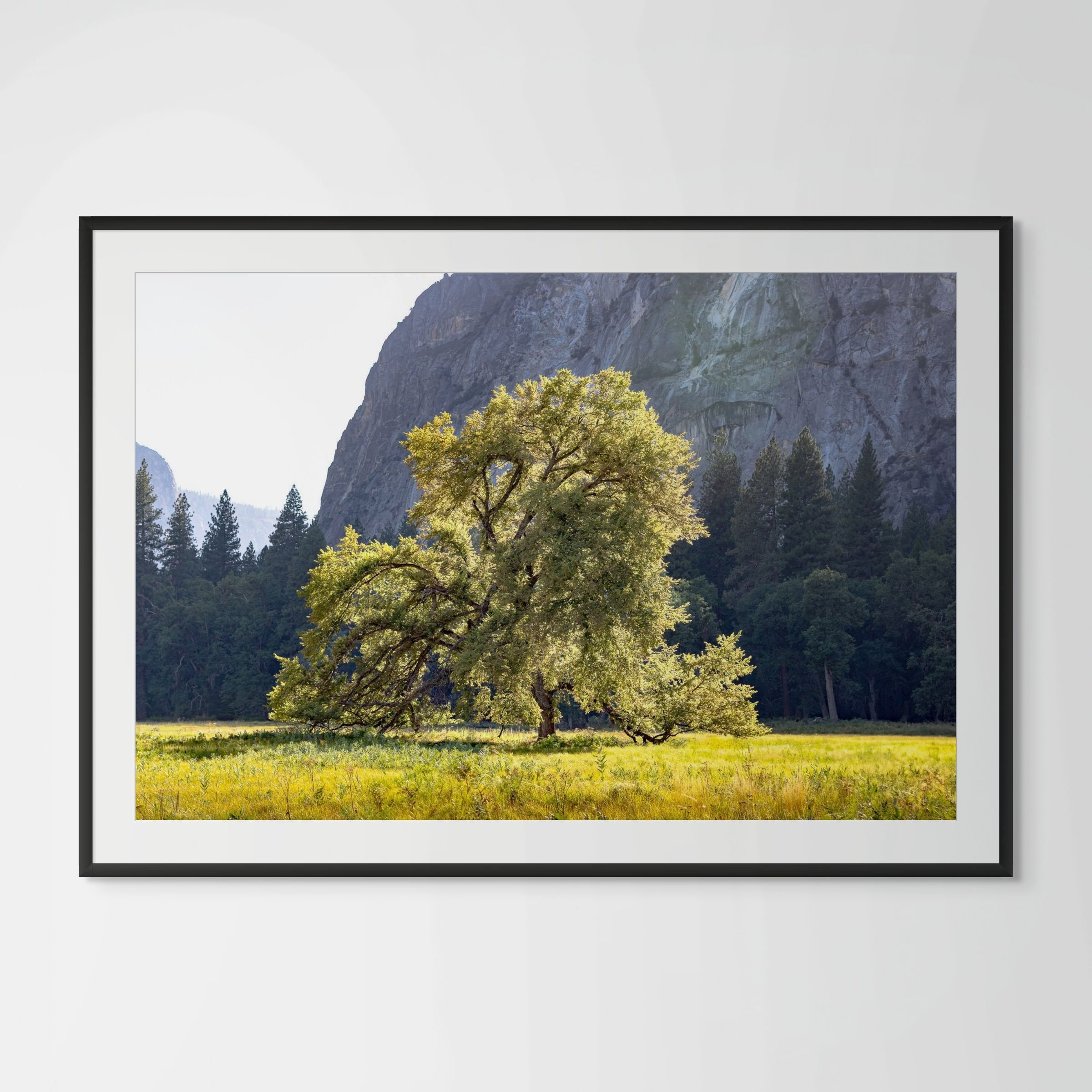 Valley Sentinel | Yosemite Oak Tree