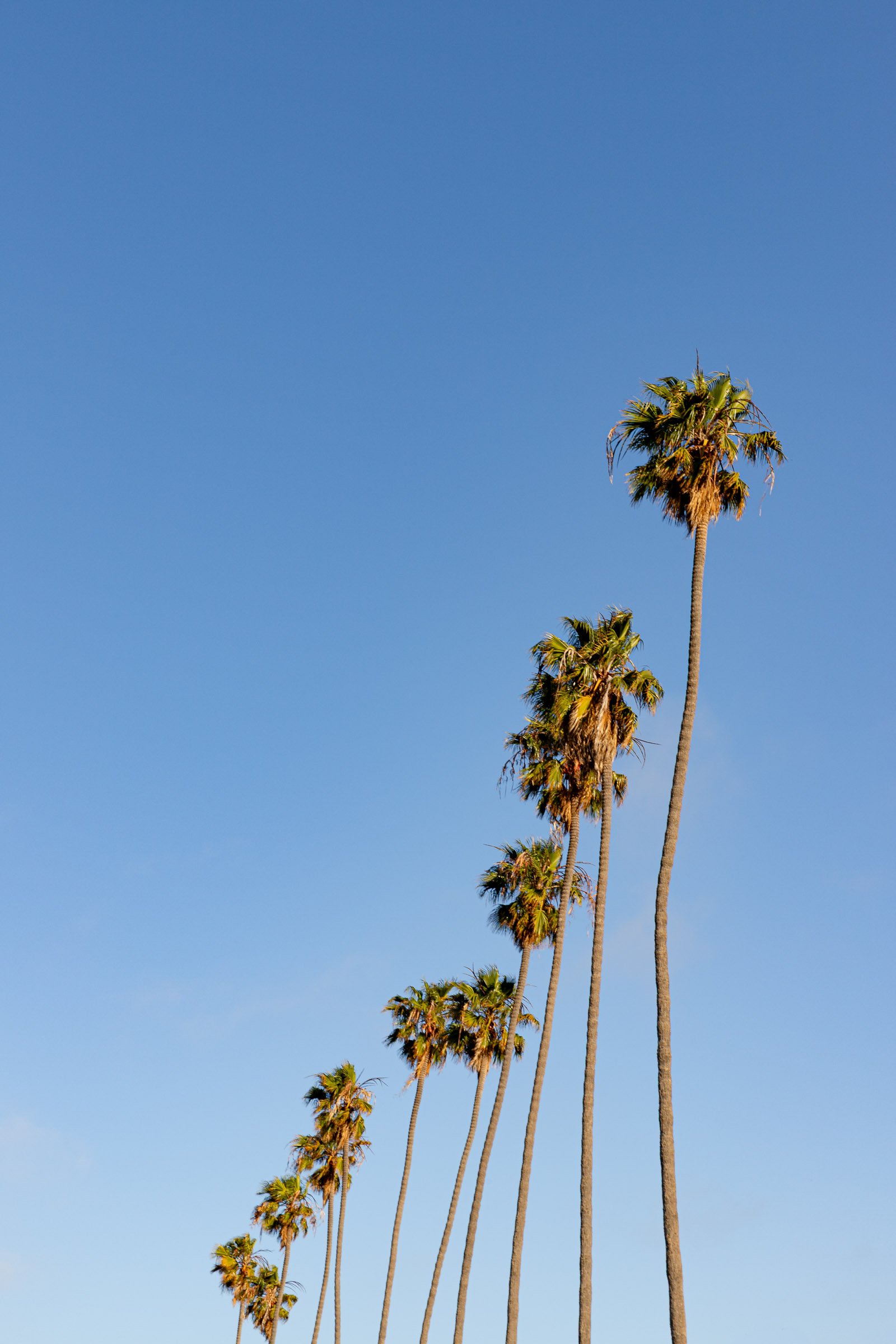 Hollywood palm trees silhouetted against a clear blue sky on Sunset Boulevard Los Angeles