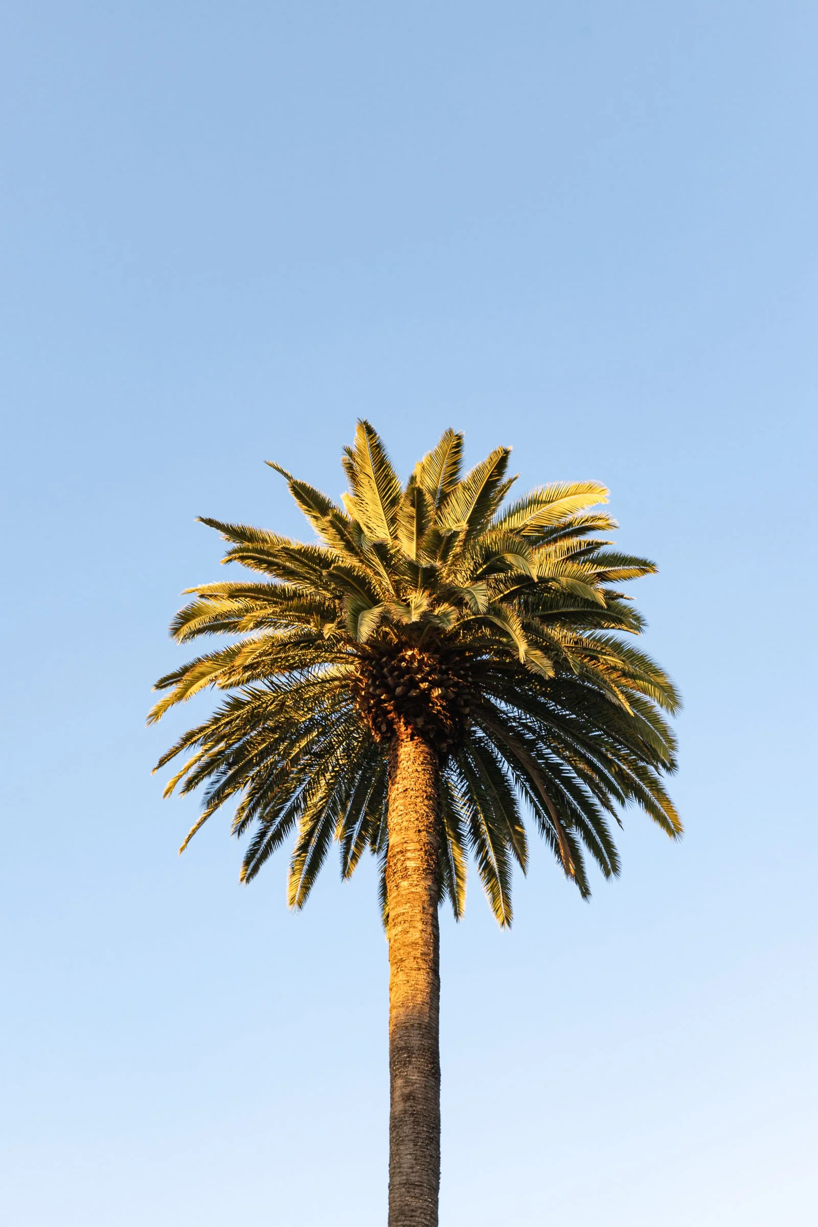 Single palm tree silhouette against a light blue sky in Santa Monica, California