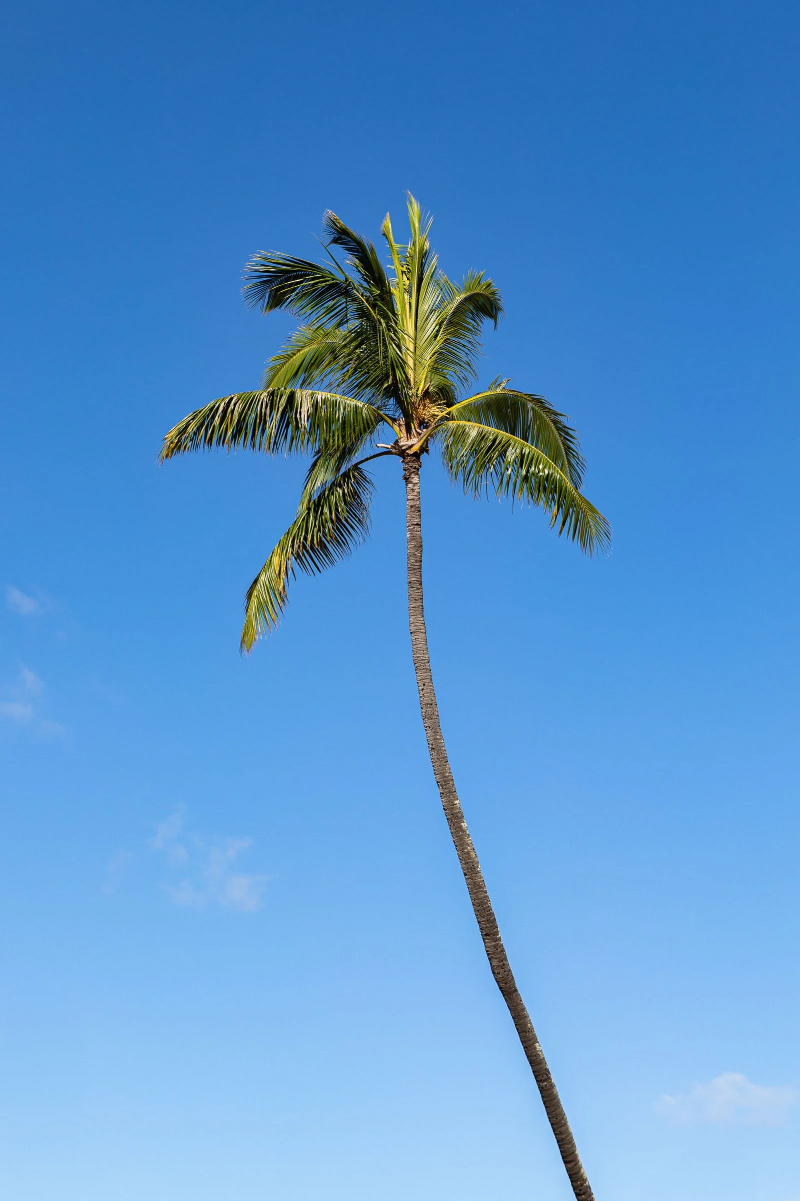 Single palm tree on Hawaii beach in Oahu with clear blue sky