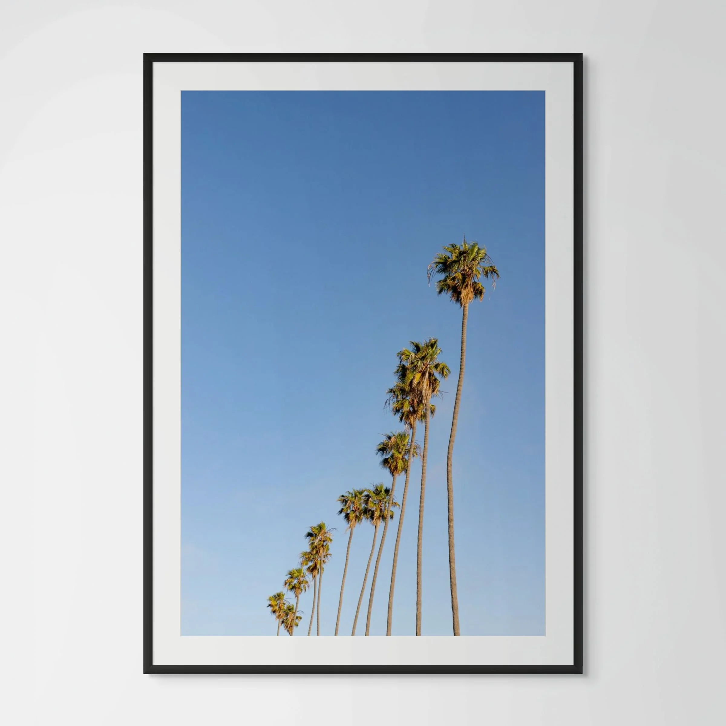 Palm Tree Row | Hollywood