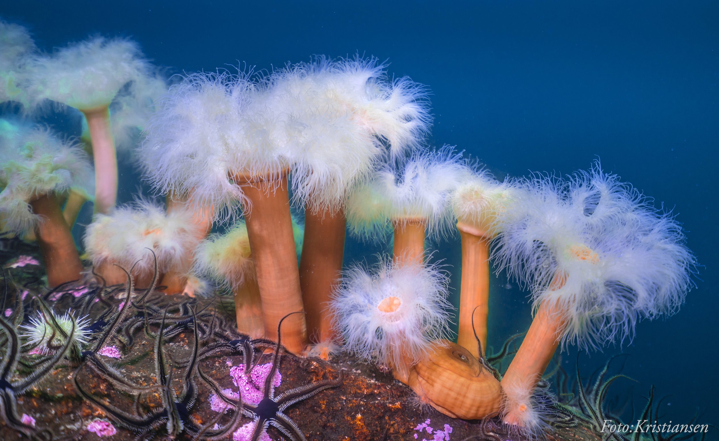 _DSC9540 Facecopy.jpg