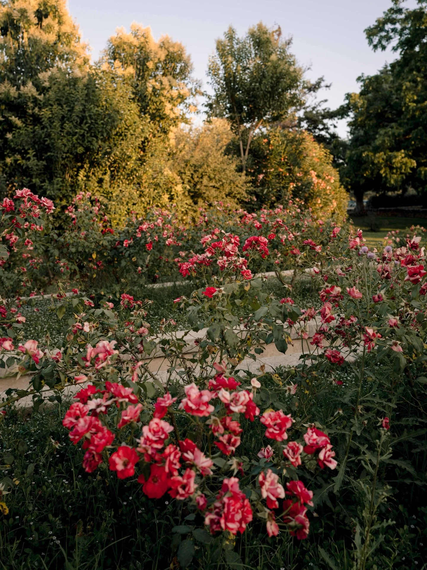 Evening light at @masseriasalamina 💛

#pleinairstudyo #masseriasalamina #puglia #pugliaphotographer