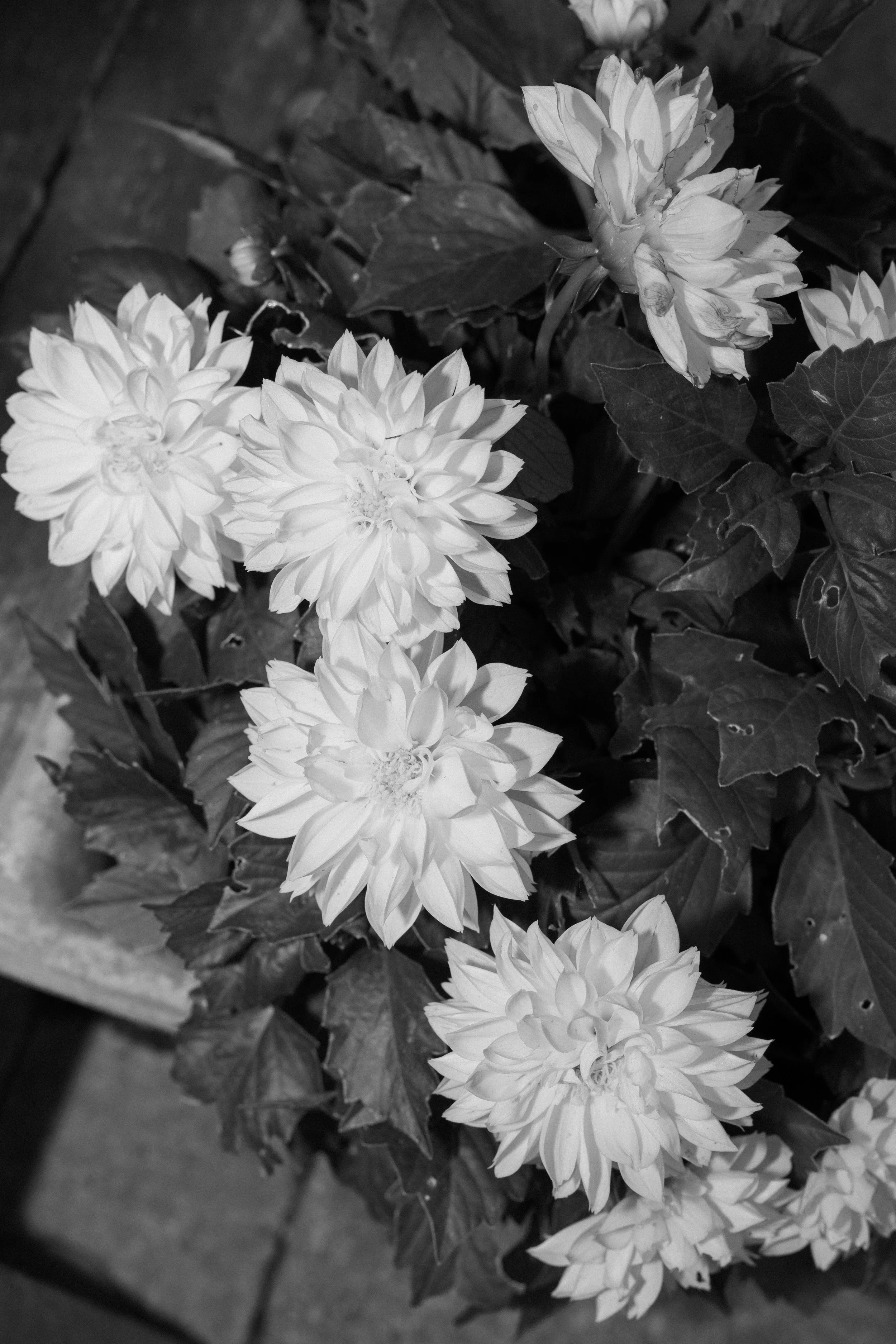 Giuseppe Magnanimo x Xanthe & Gregor-0186.jpg