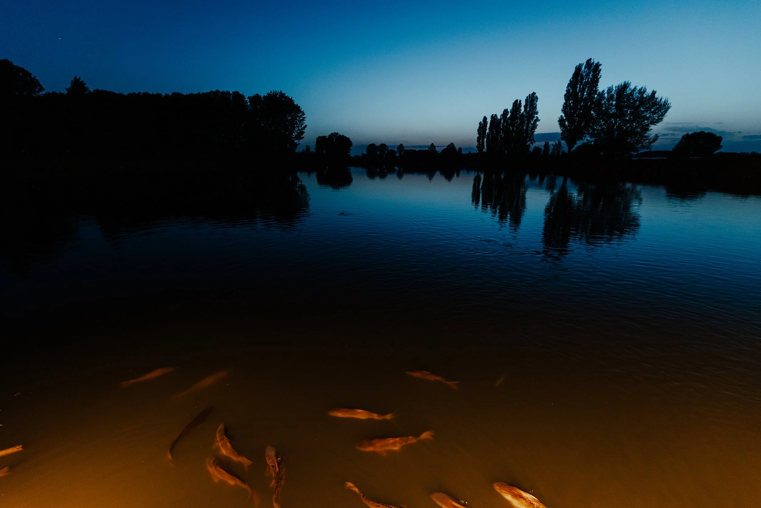 Scena notturna di un fiume con acqua calma, alberi in silhouette sullo sfondo e pesci illuminati nell'acqua vicino alla riva.