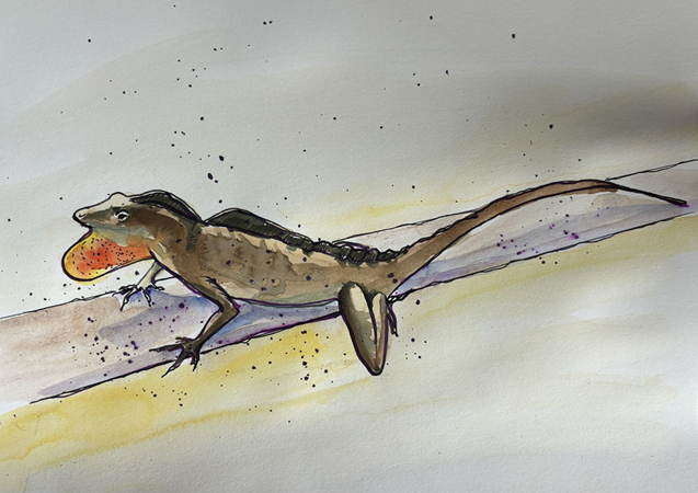 Watercolor illustration of a lizard with an orange and red throat patch on a light background.
